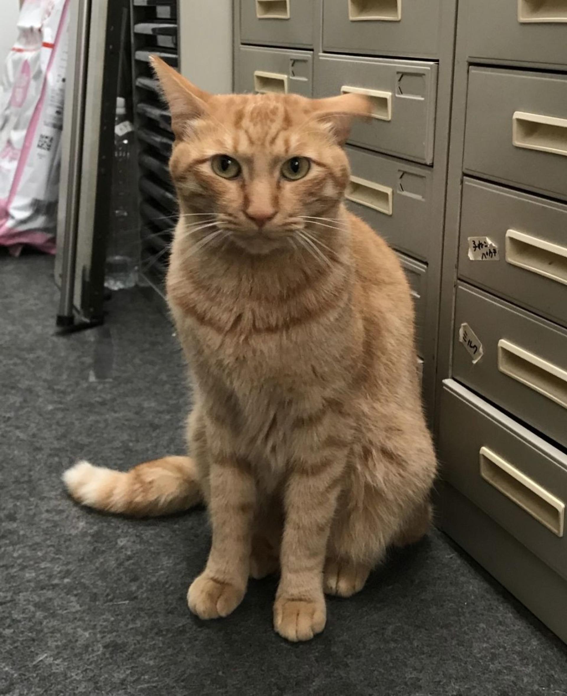 pet-image-3