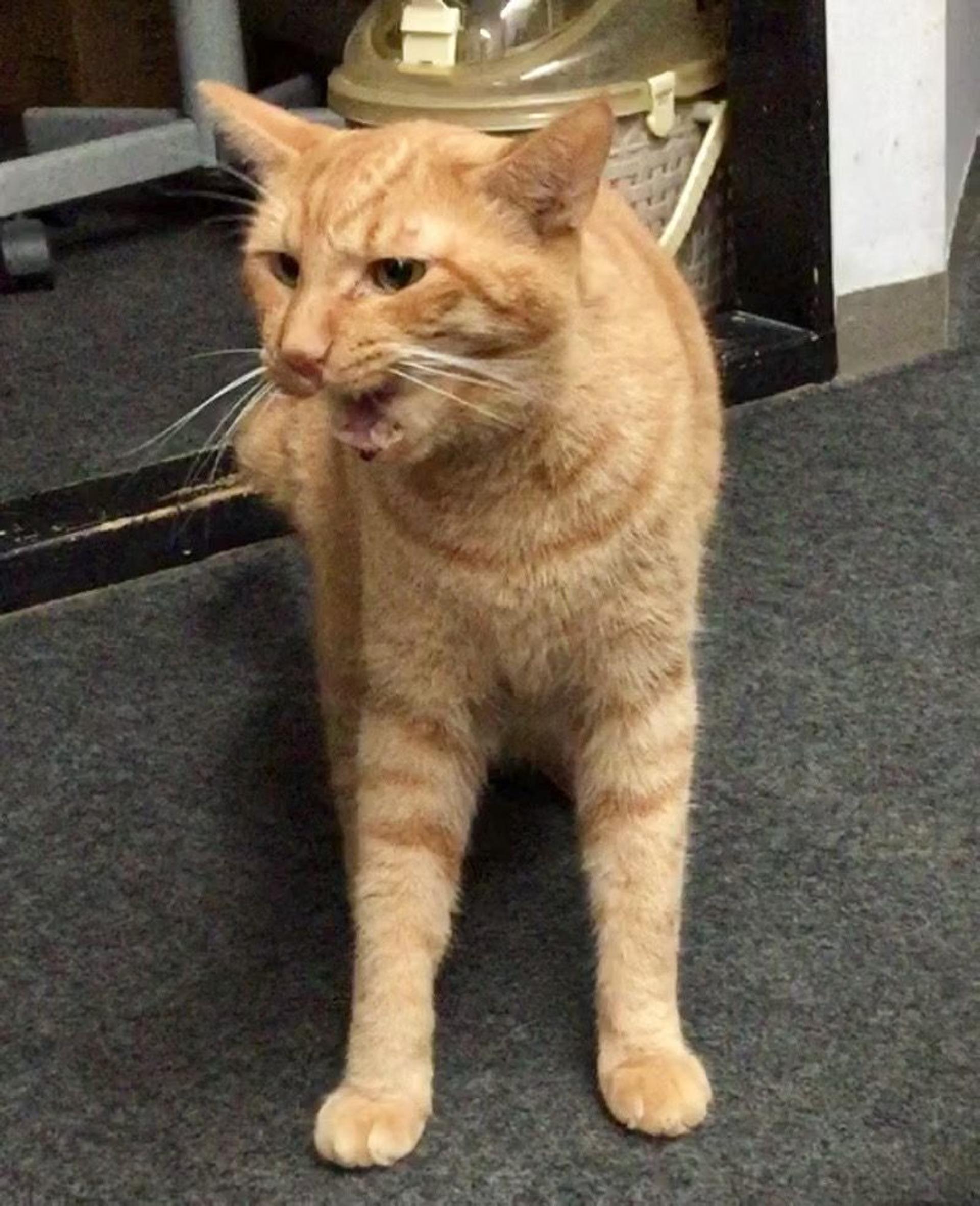pet-image-9