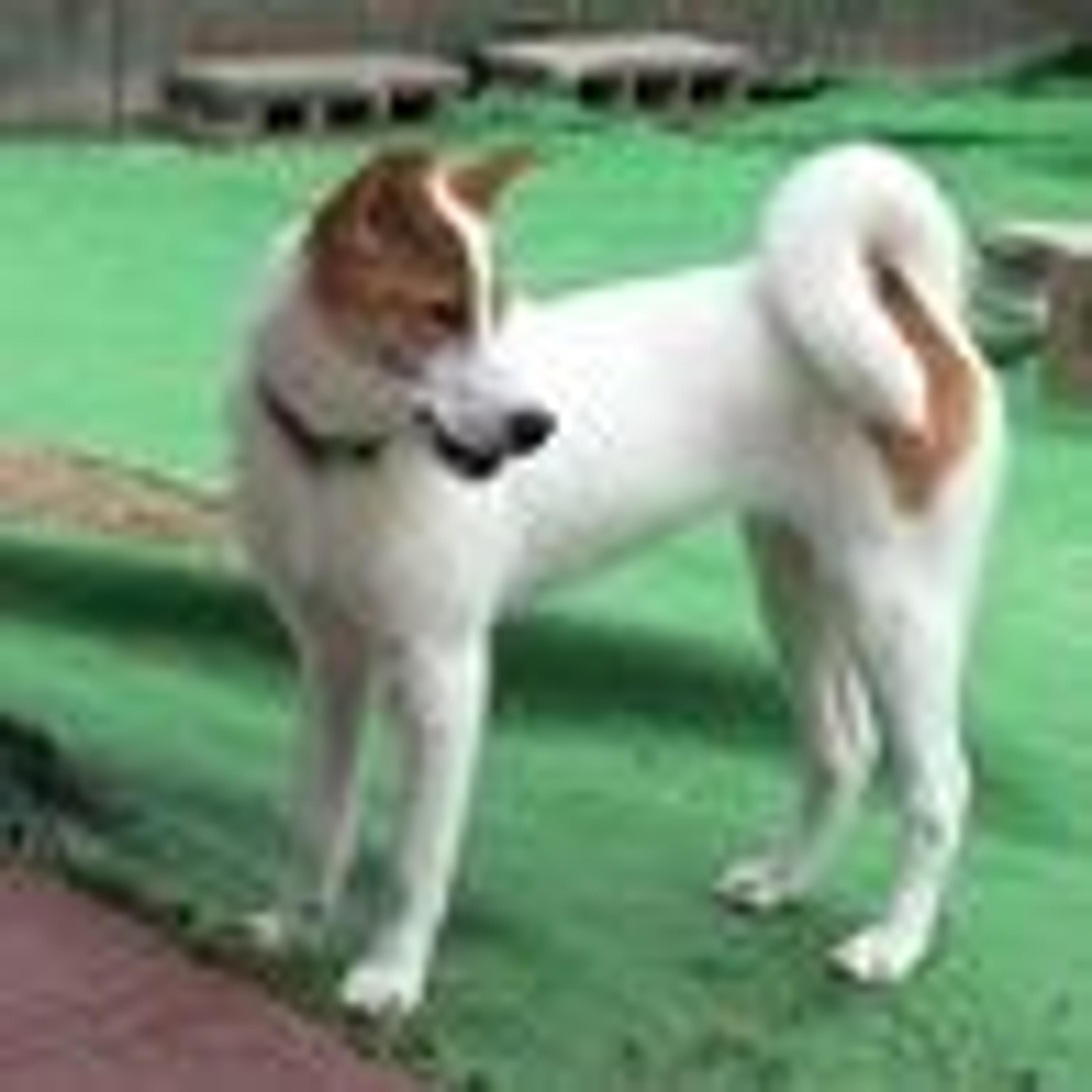 pet-image-3