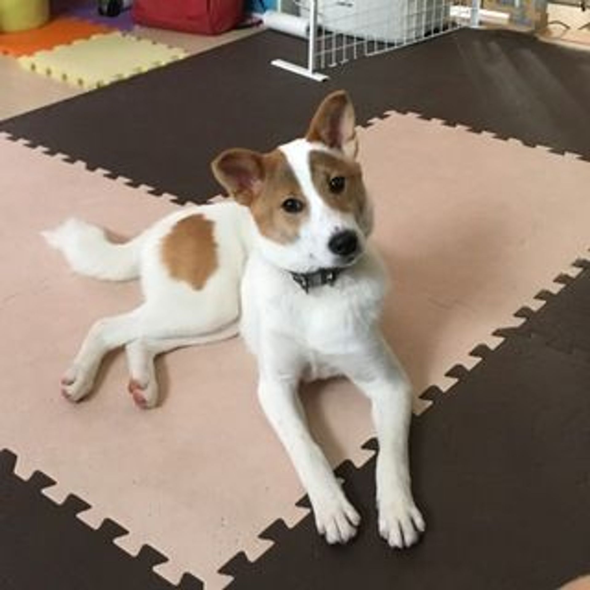 雑種（ミックス犬）・メスの里親募集の写真