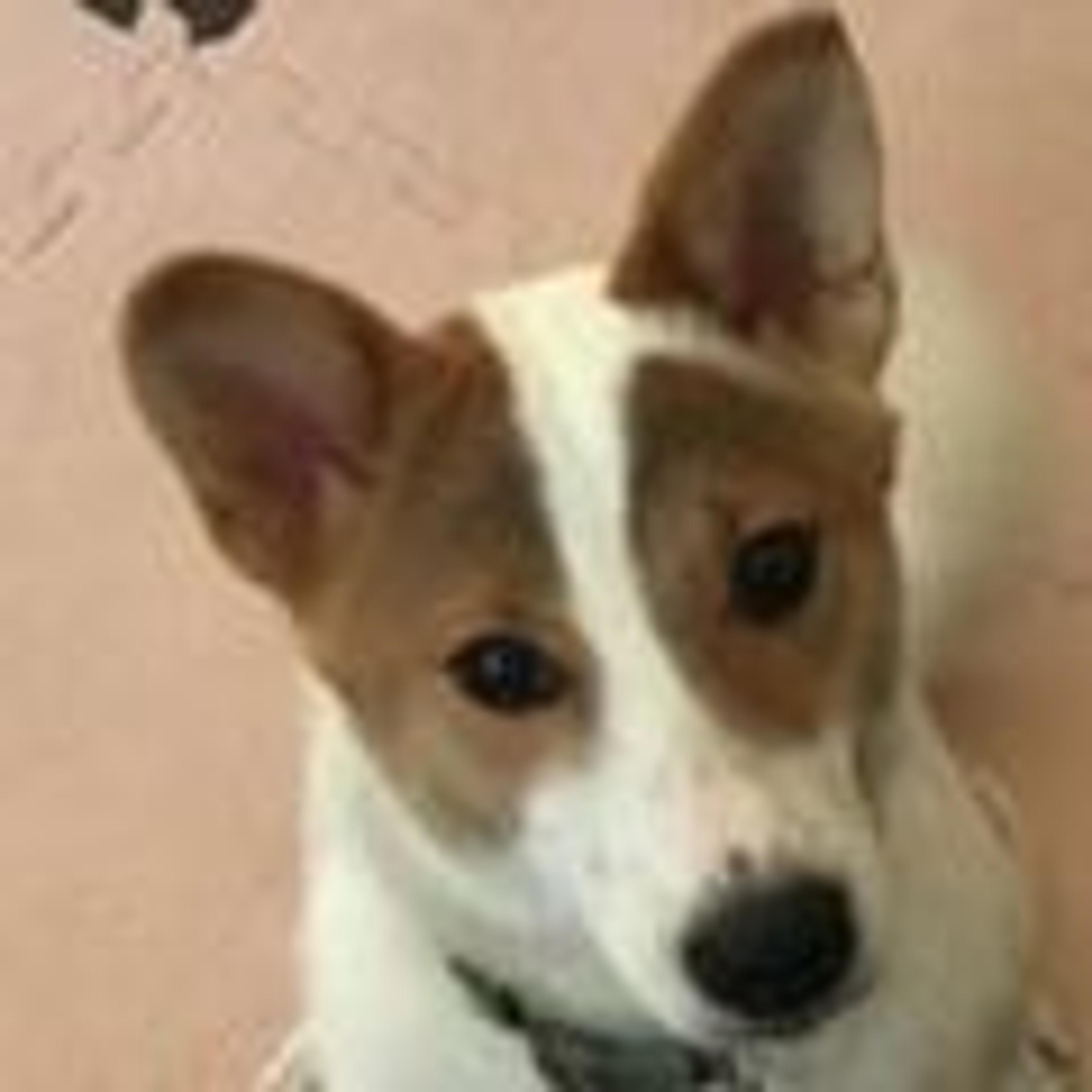 pet-image-2