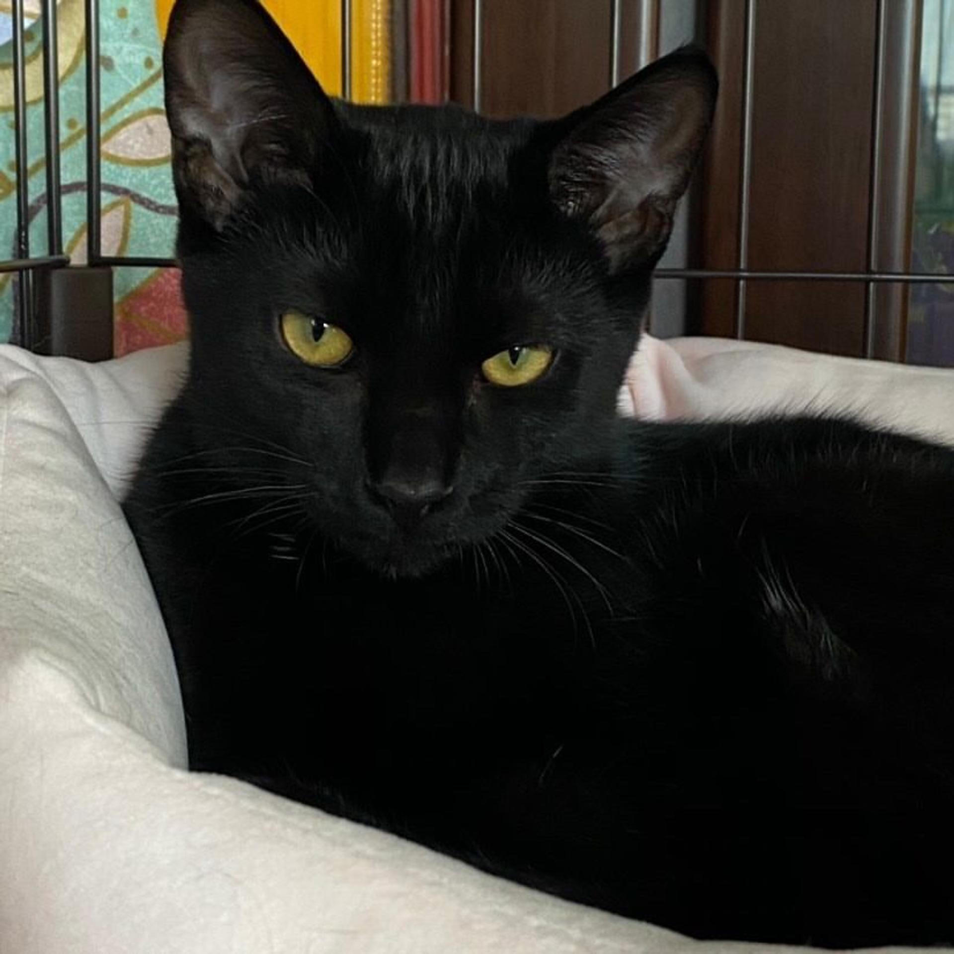 pet-image-2