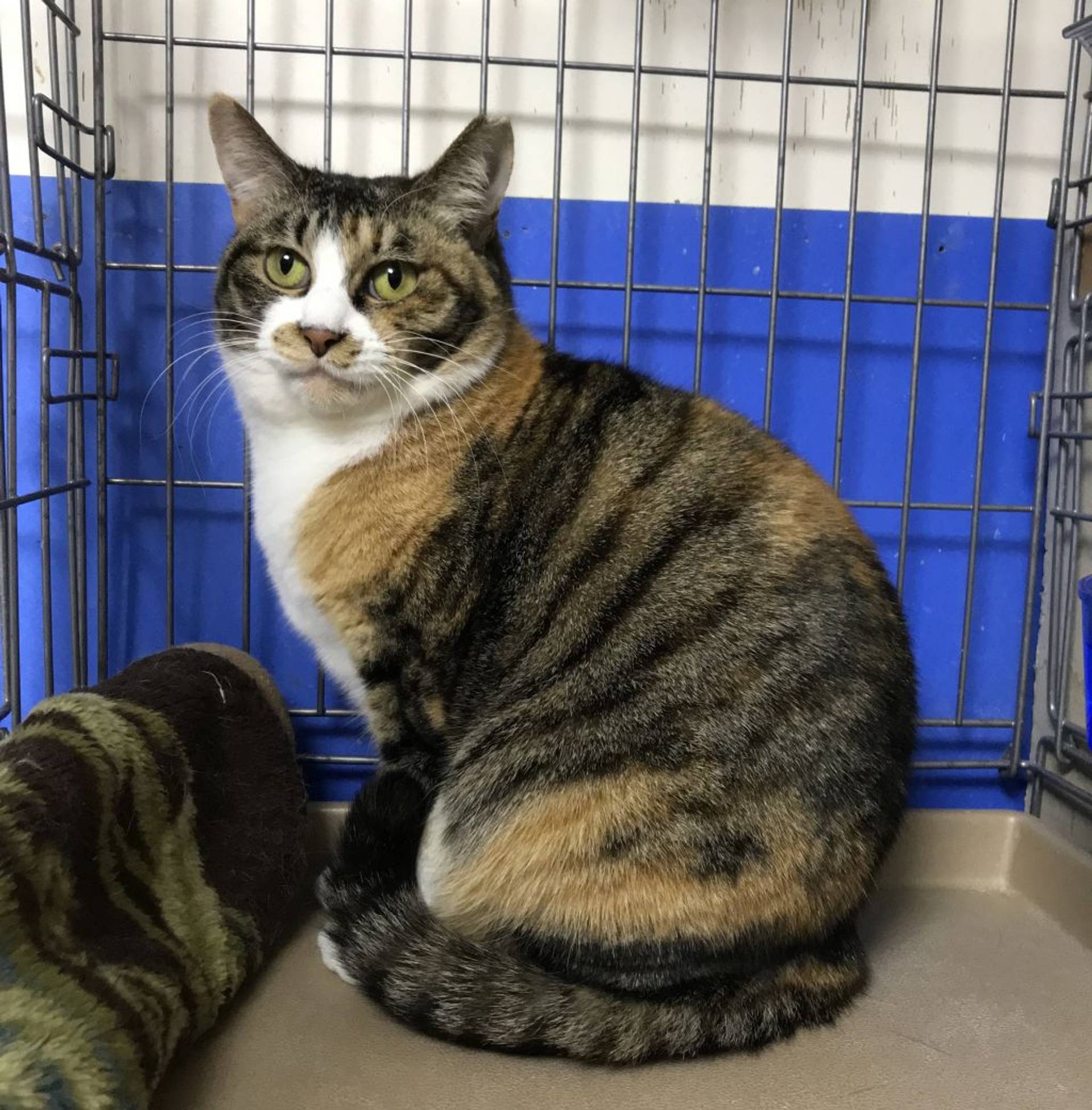 雑種（ミックス猫）・メスの里親募集の写真