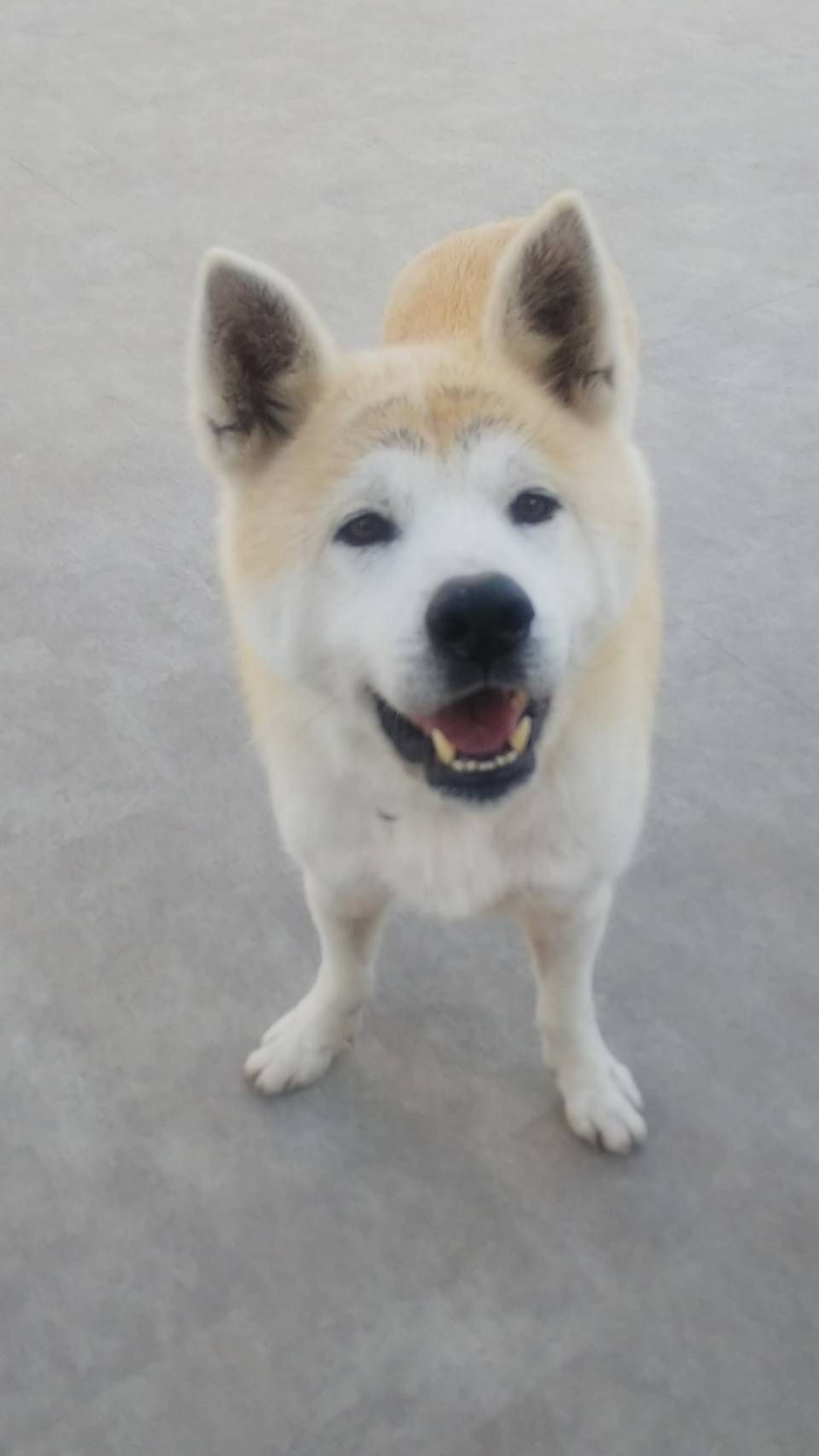 秋田犬・オスの里親募集の写真