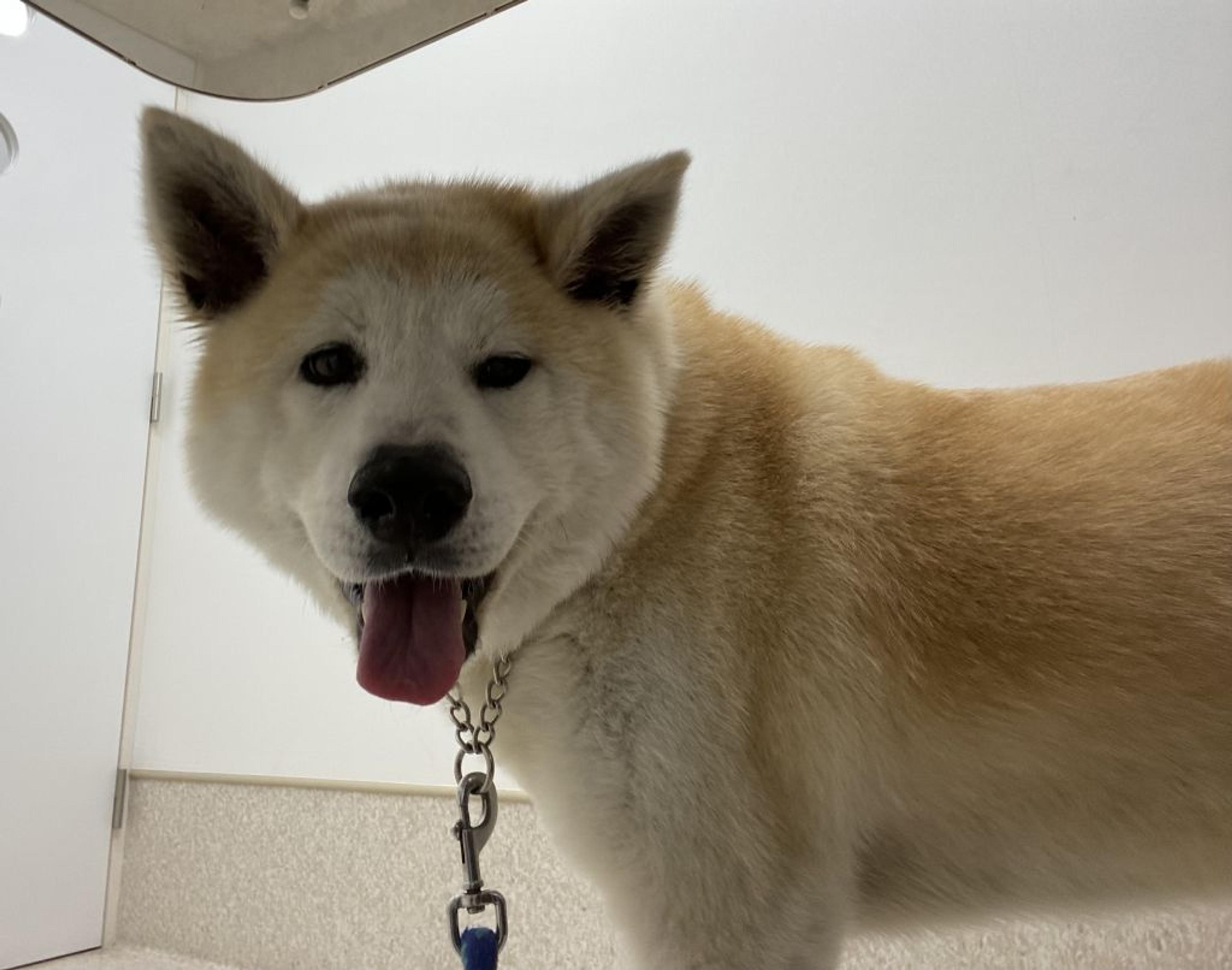 pet-image-2
