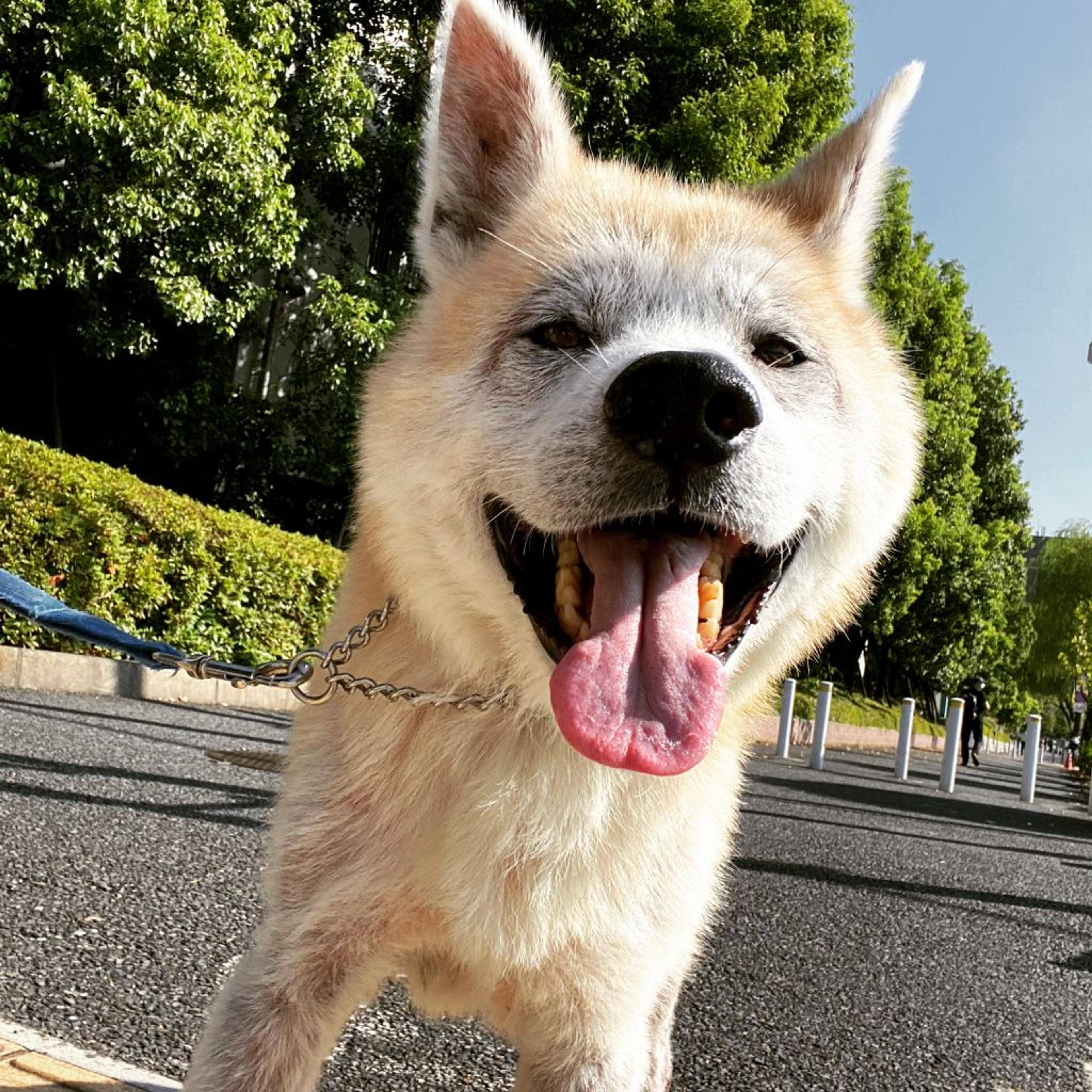 pet-image-3