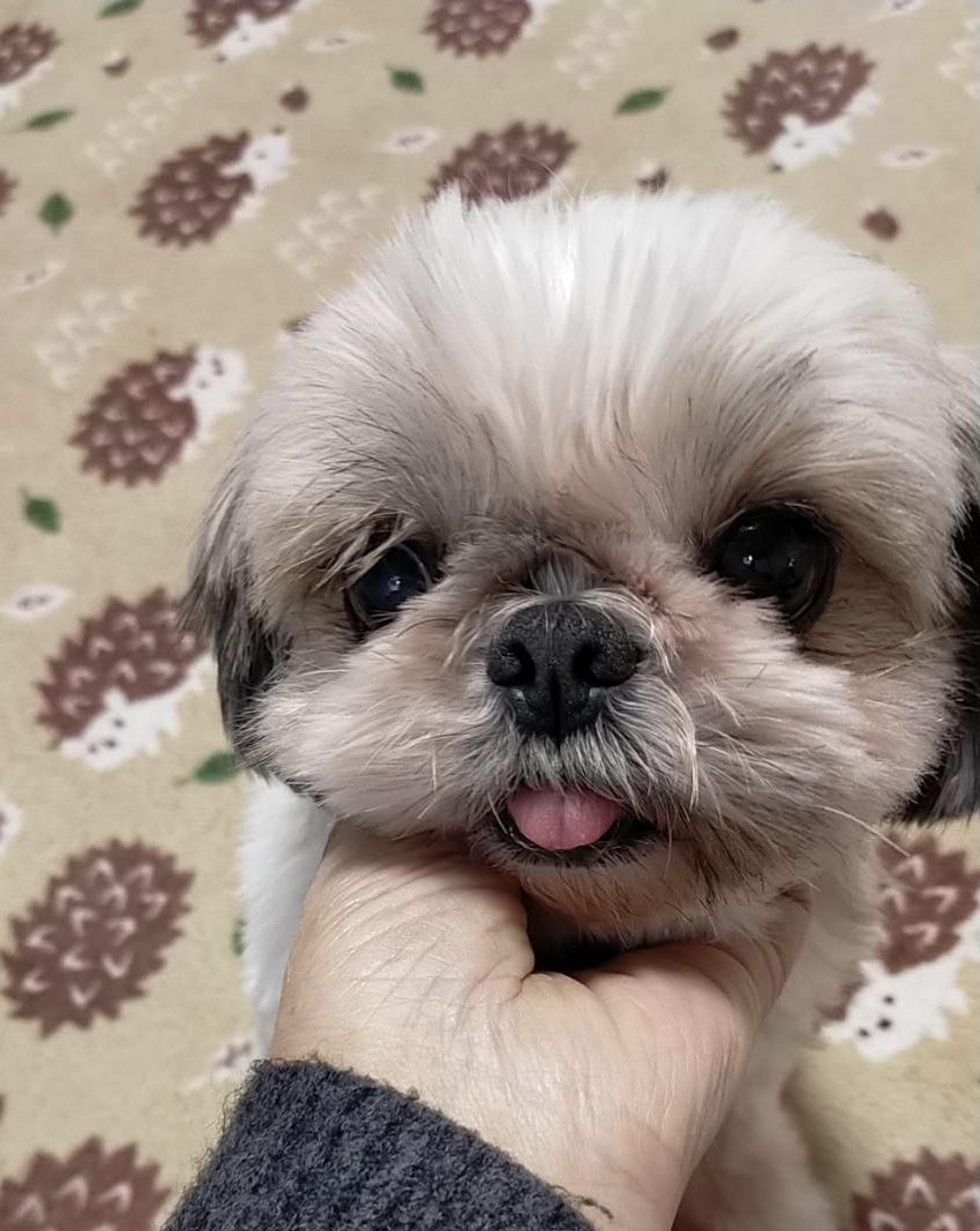 pet-image-3
