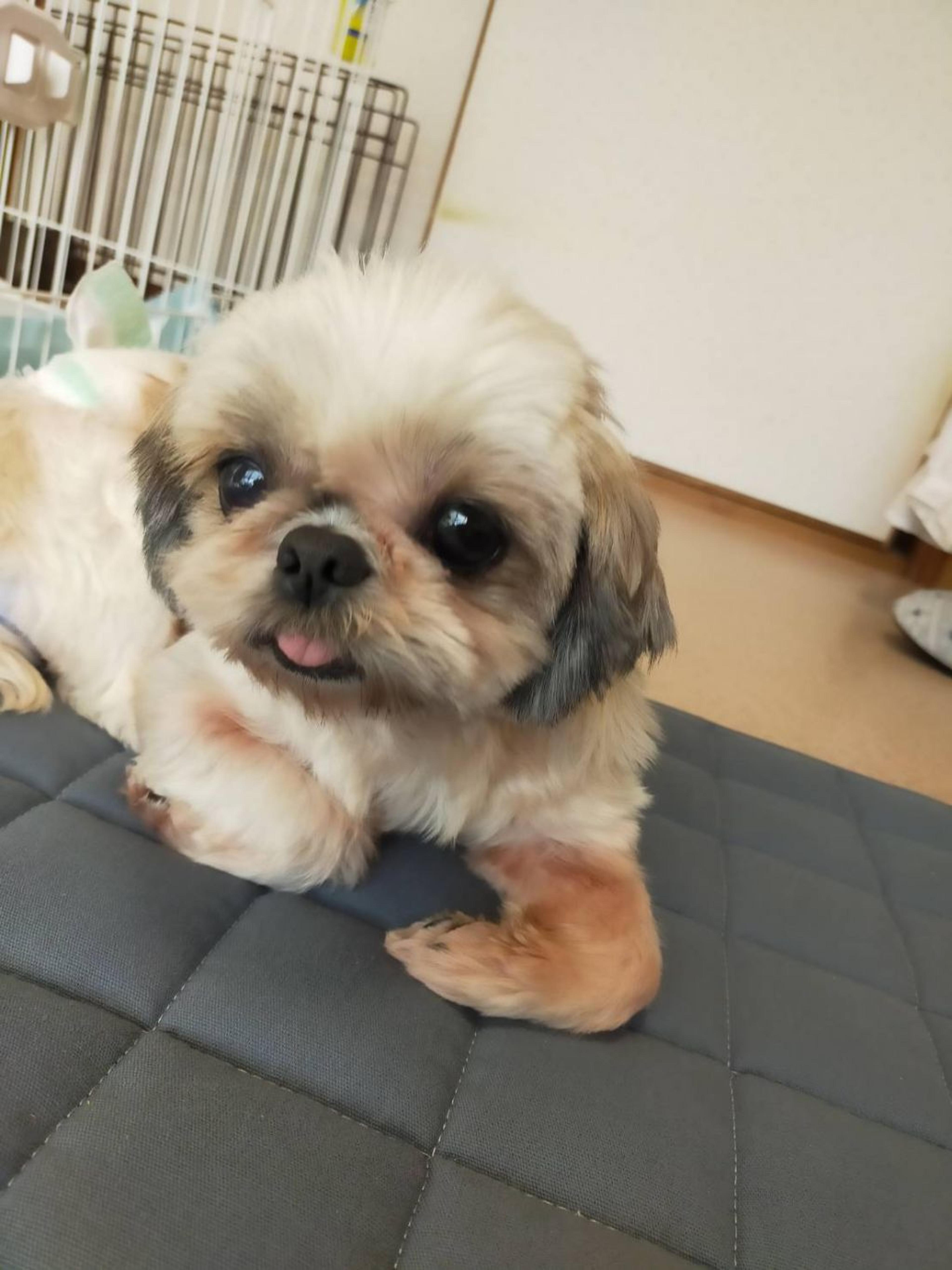 pet-image-4
