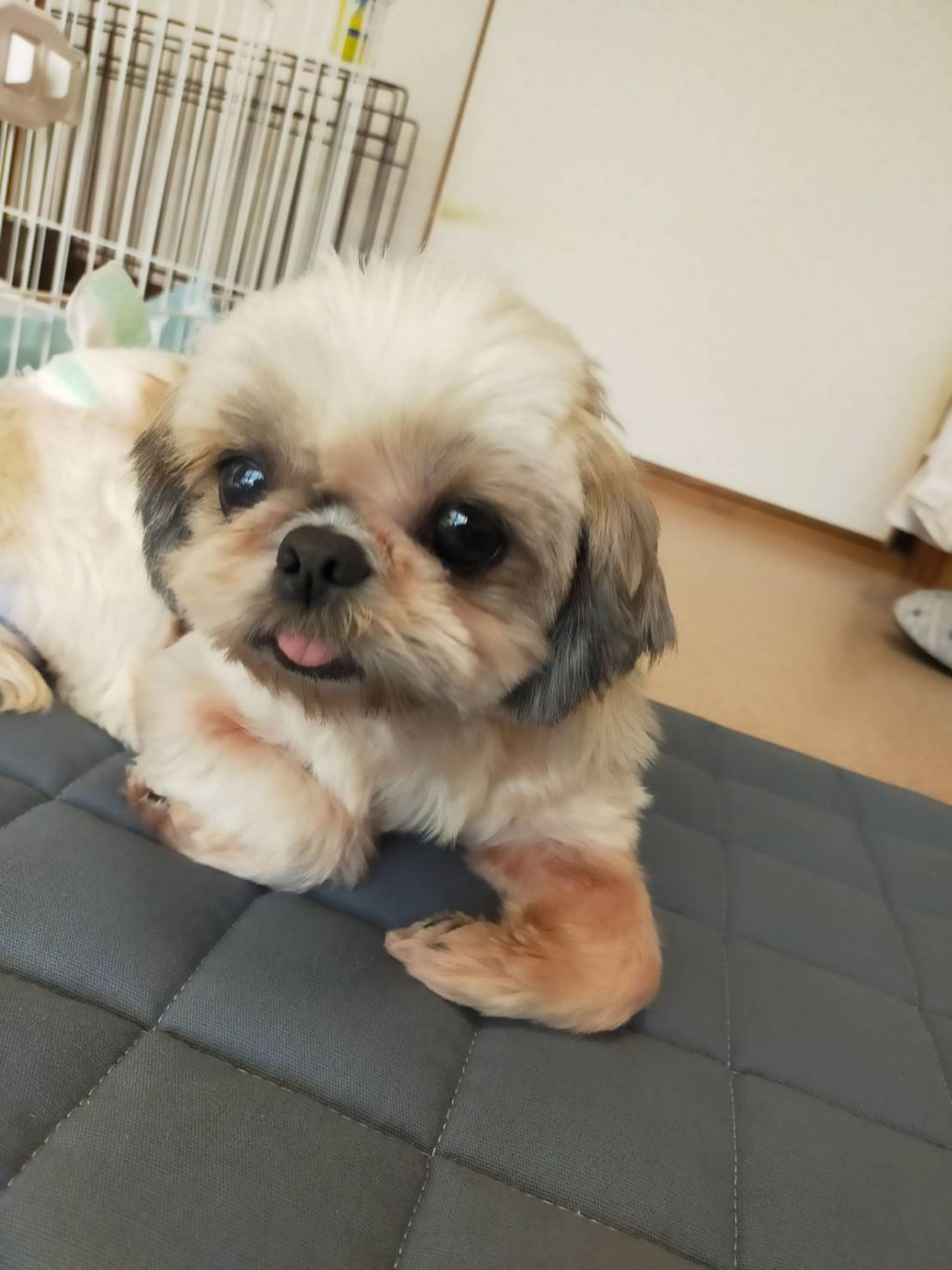 pet-image-4