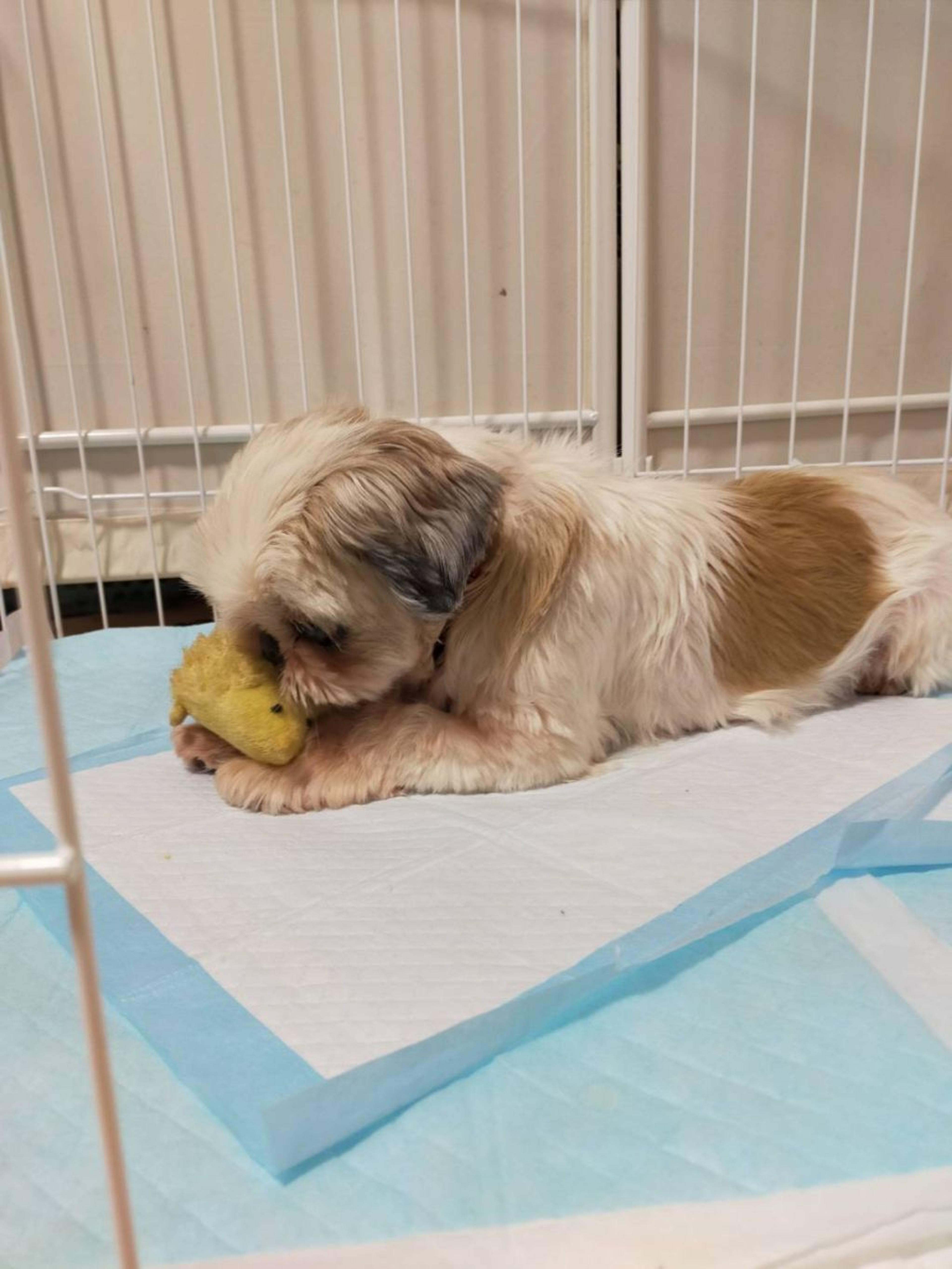 pet-image-5