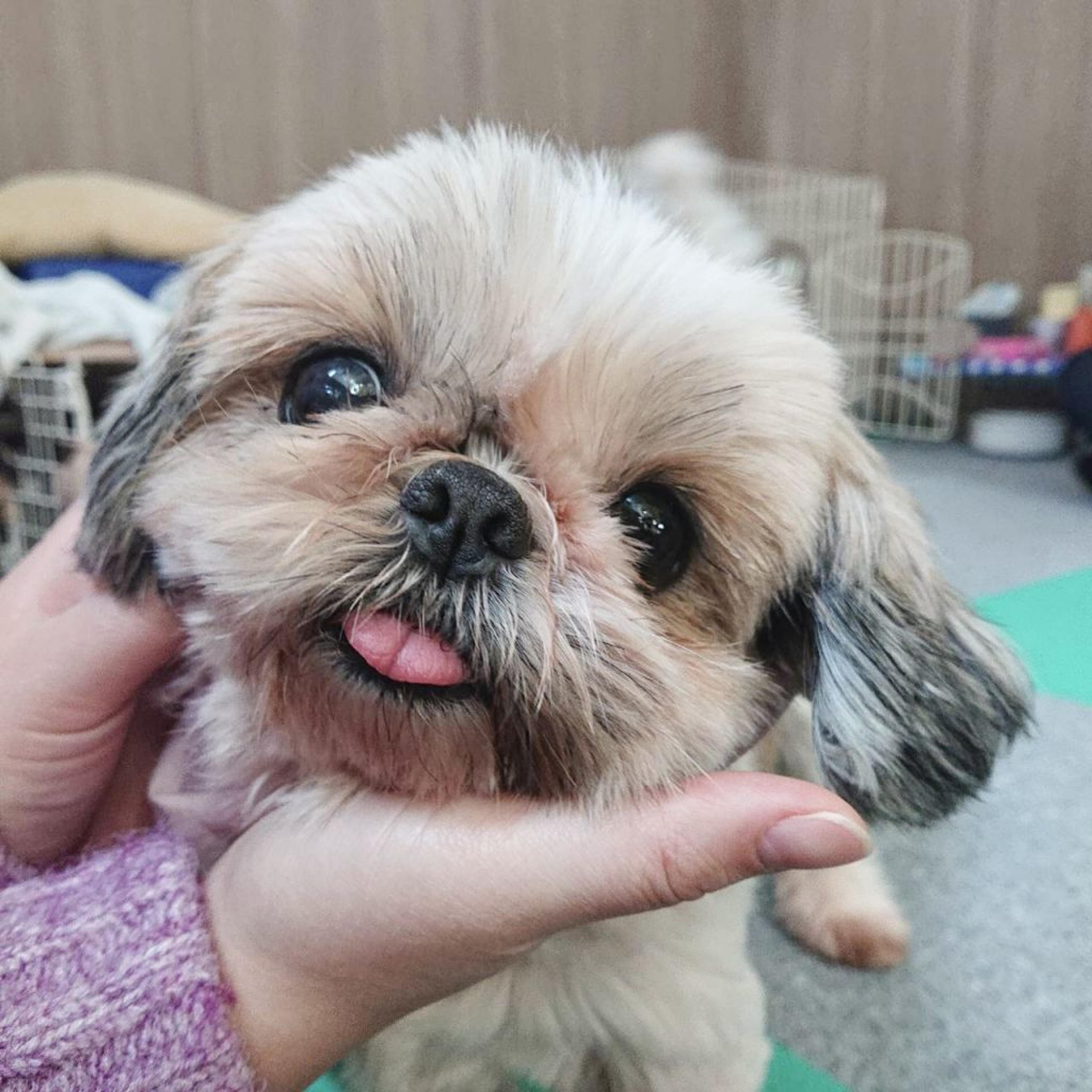pet-image-2