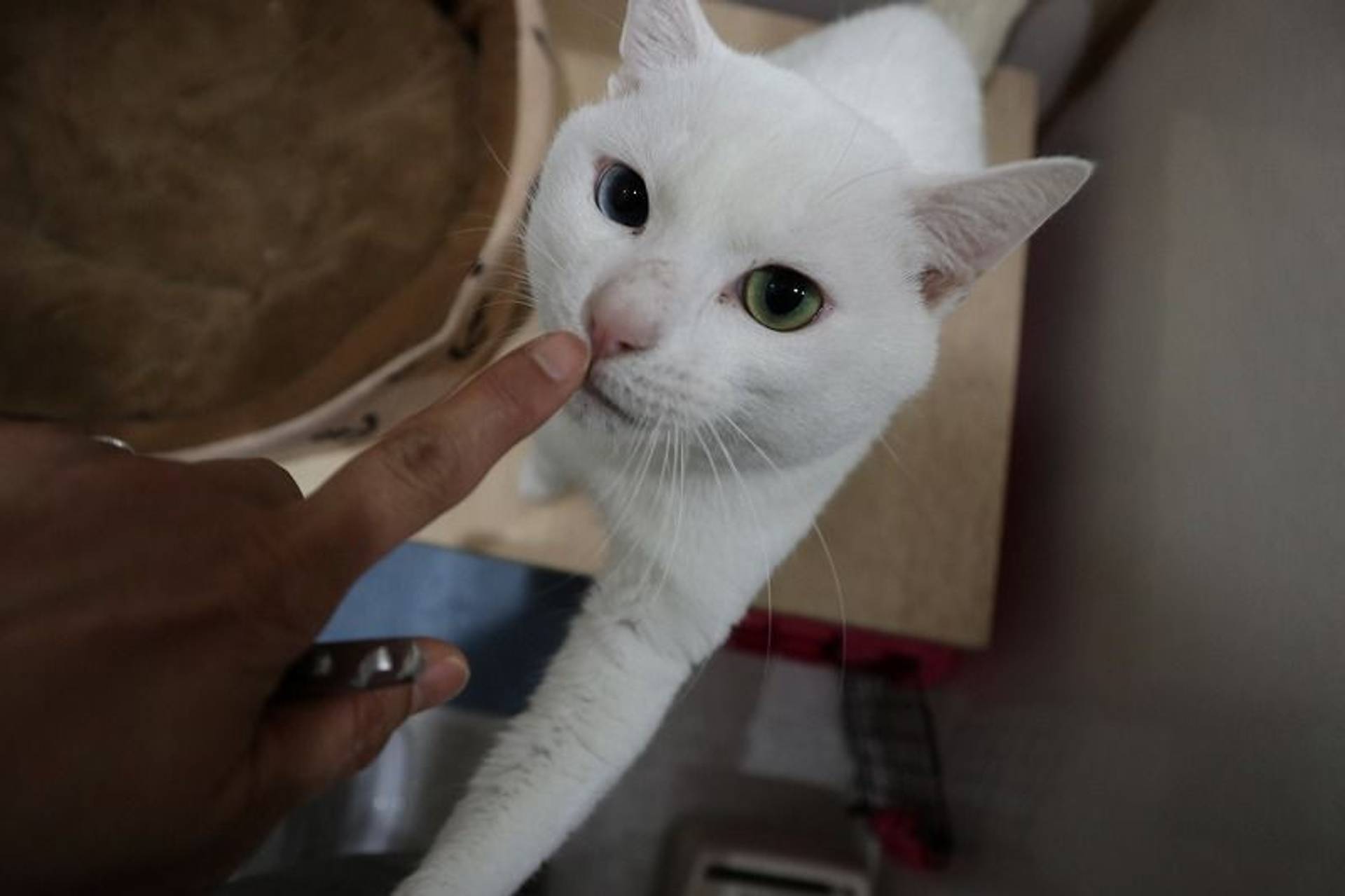 雑種（ミックス猫）・オスの里親募集の写真