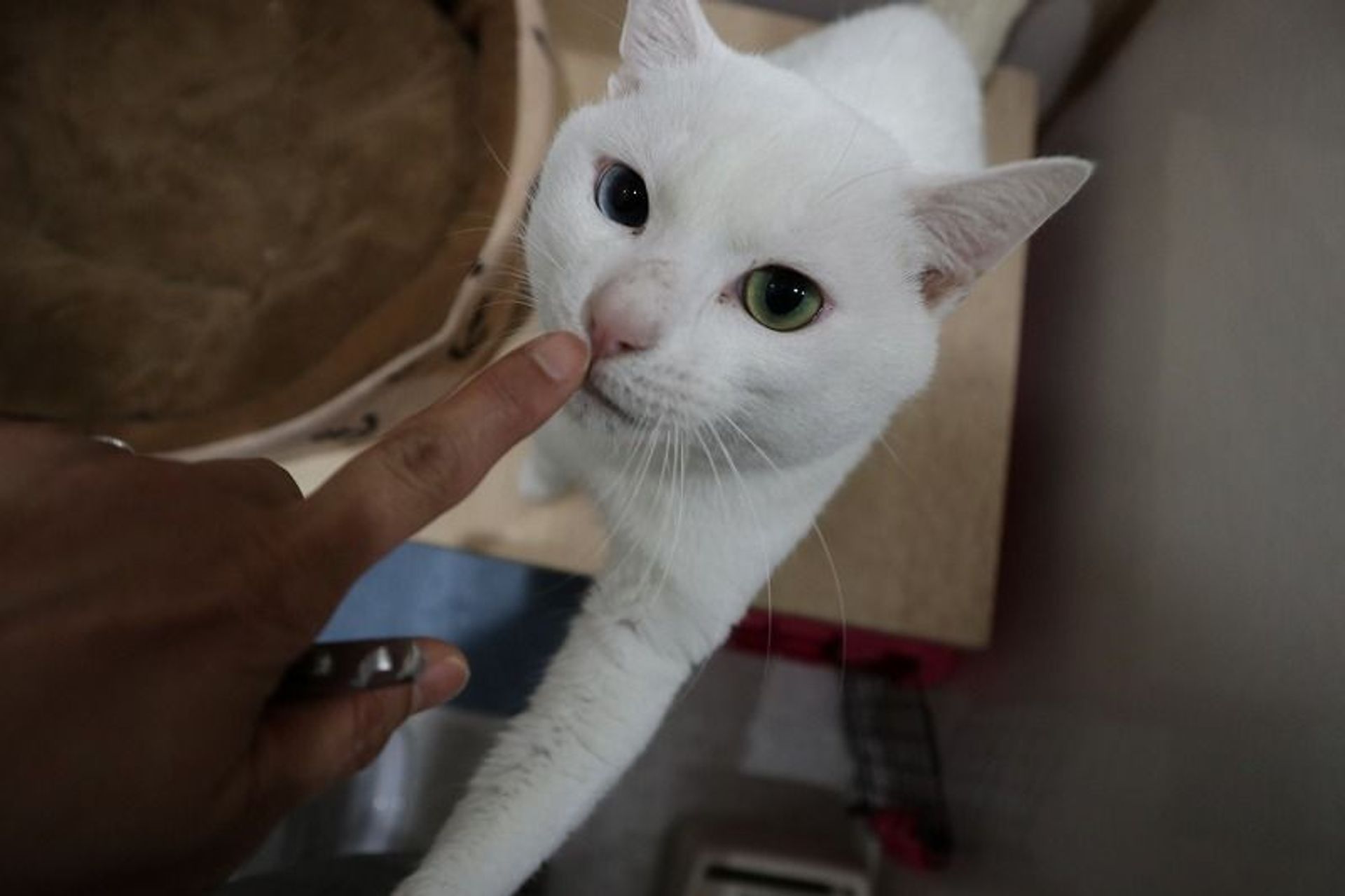 雑種（ミックス猫）・オスの里親募集の写真