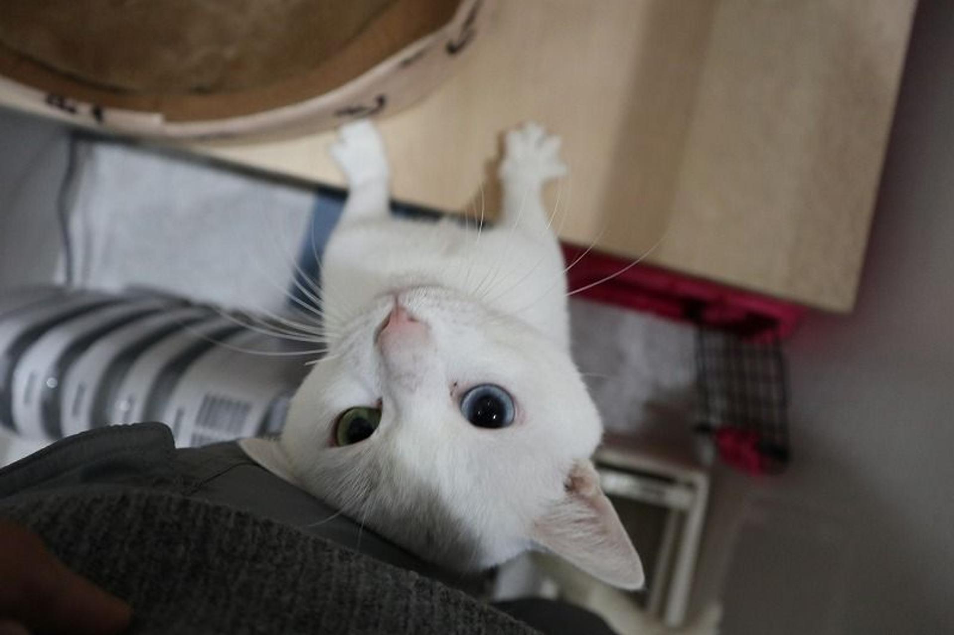 pet-image-2