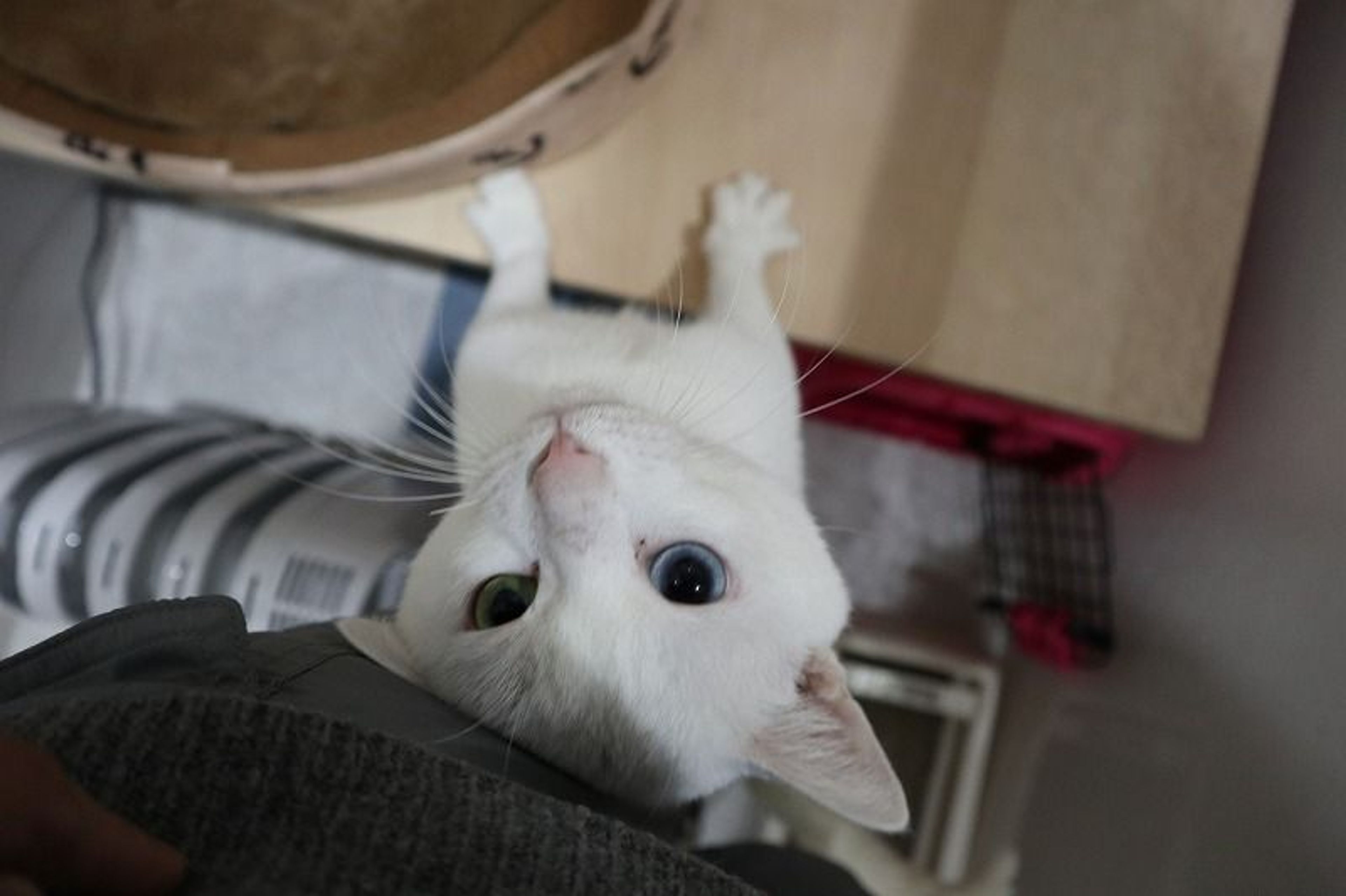 pet-image-2