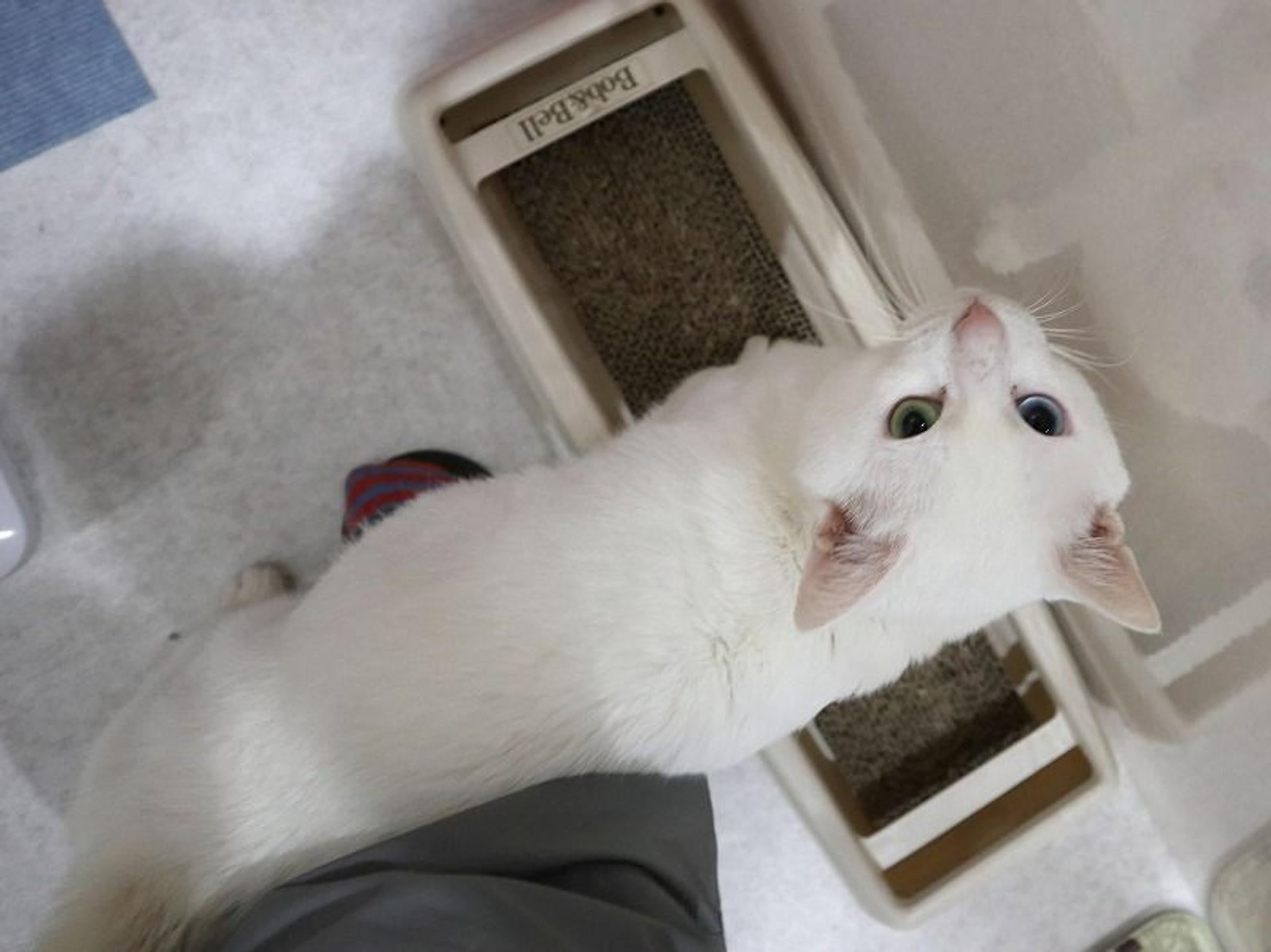 pet-image-3