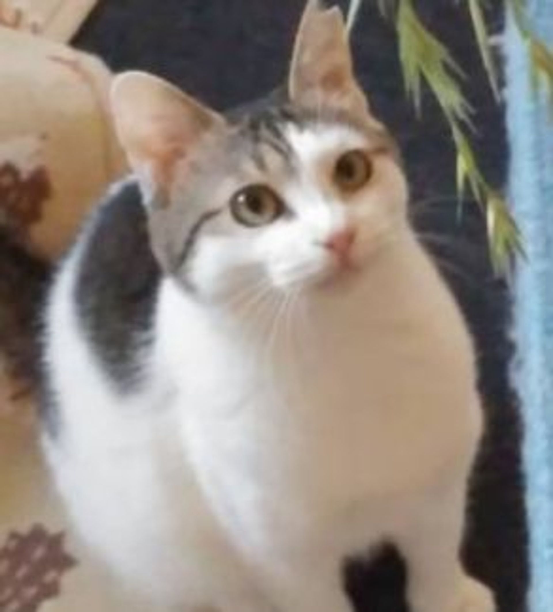 雑種（ミックス猫）・メスの里親募集の写真