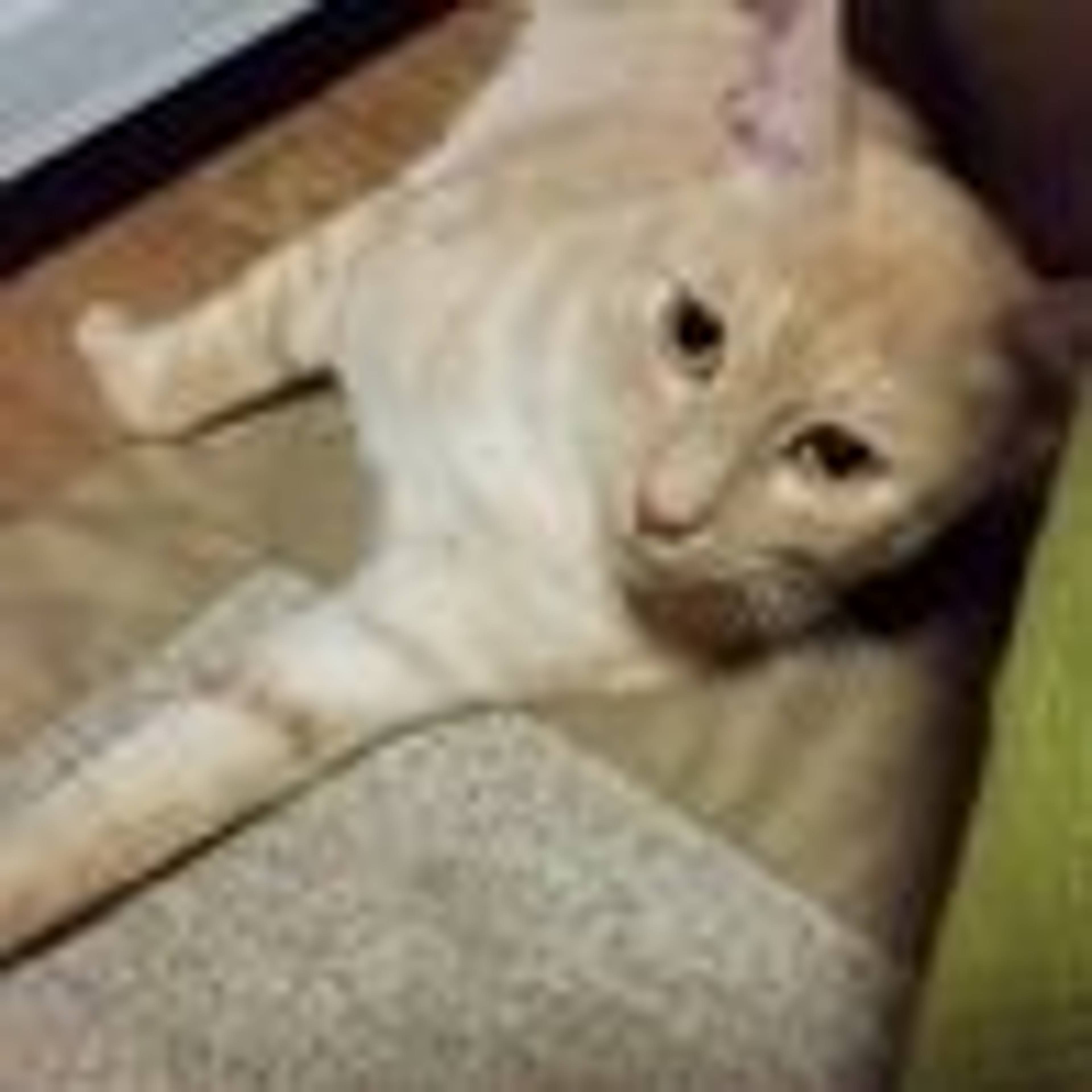 雑種（ミックス猫）・オスの里親募集の写真
