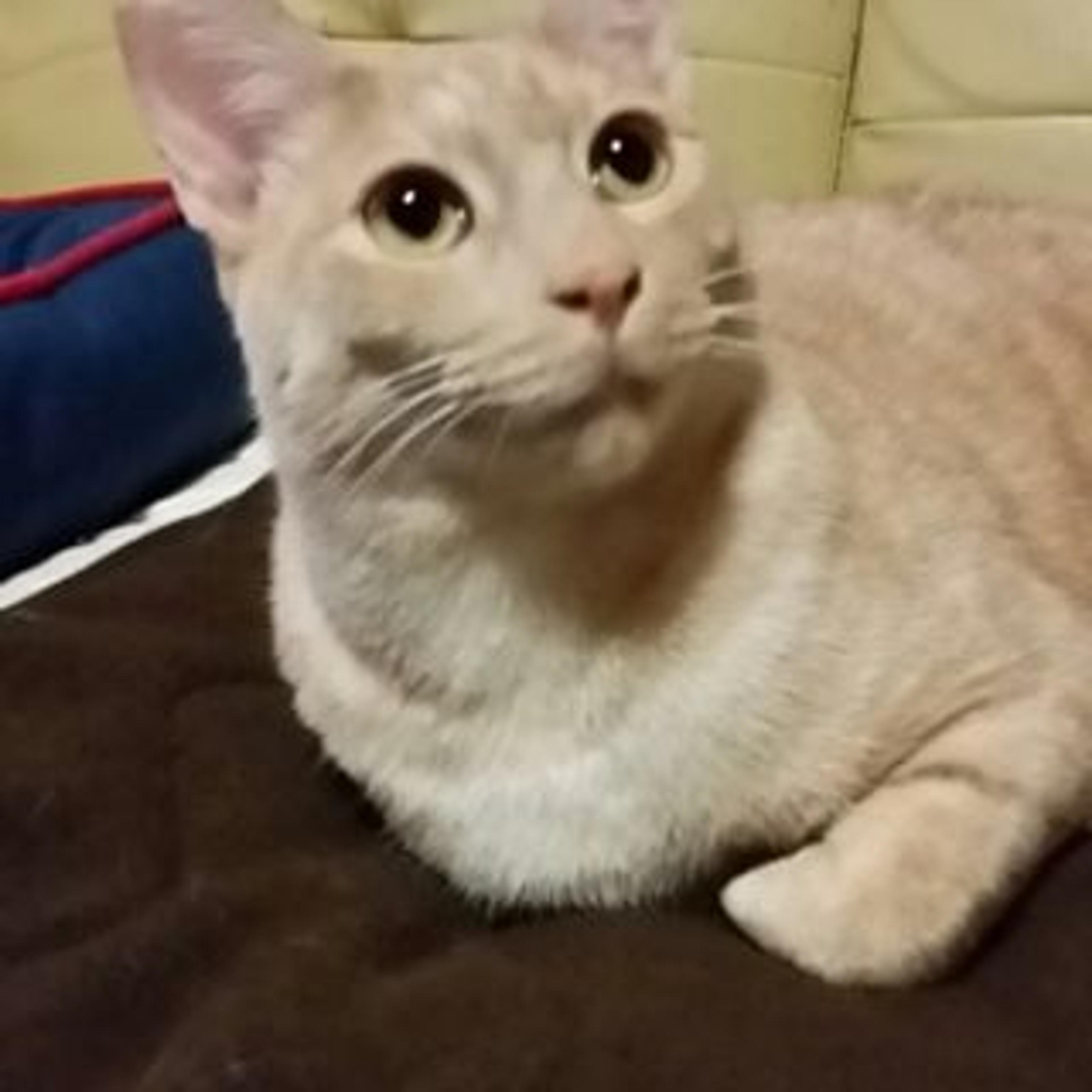 pet-image-2