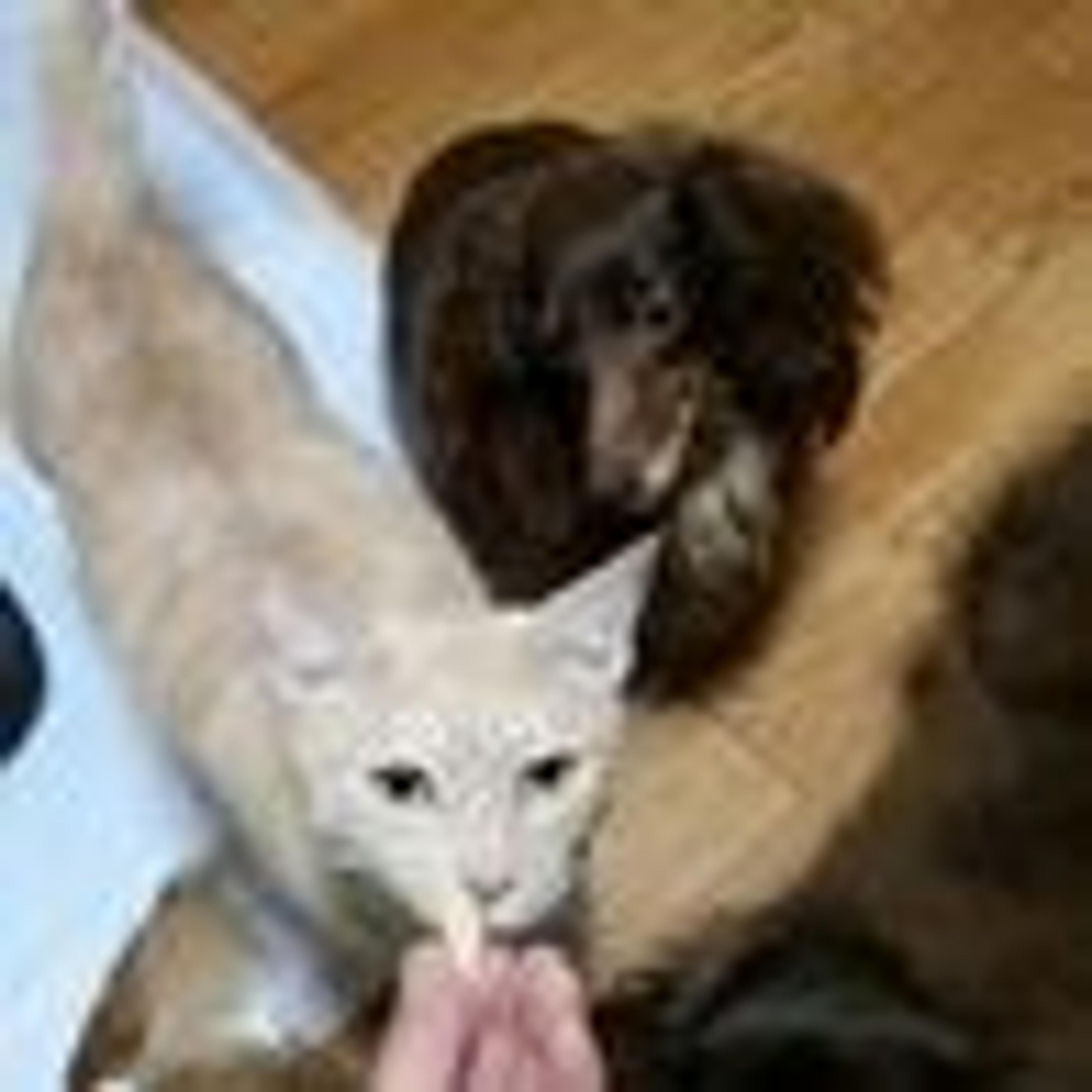 pet-image-3