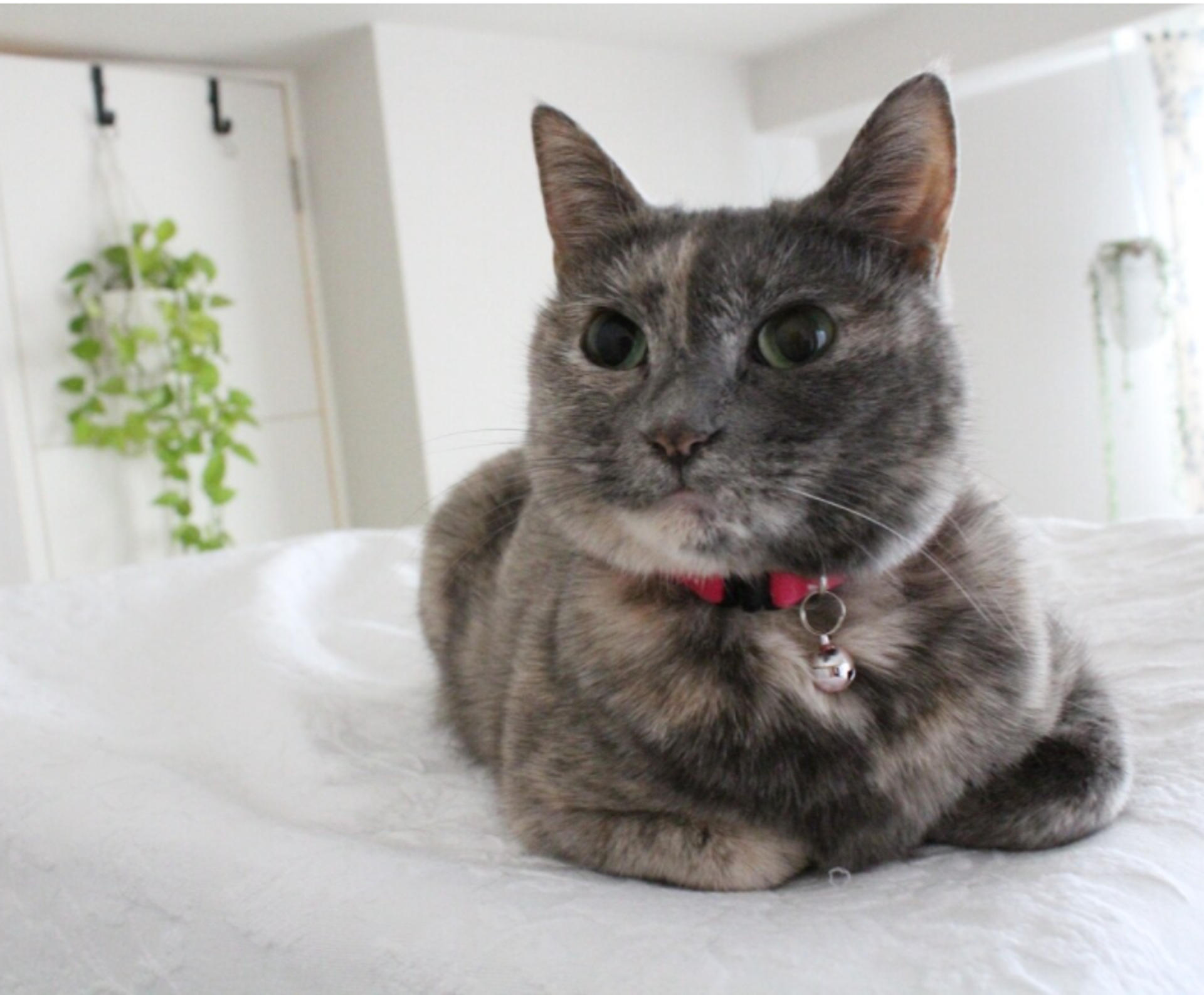 pet-image-6