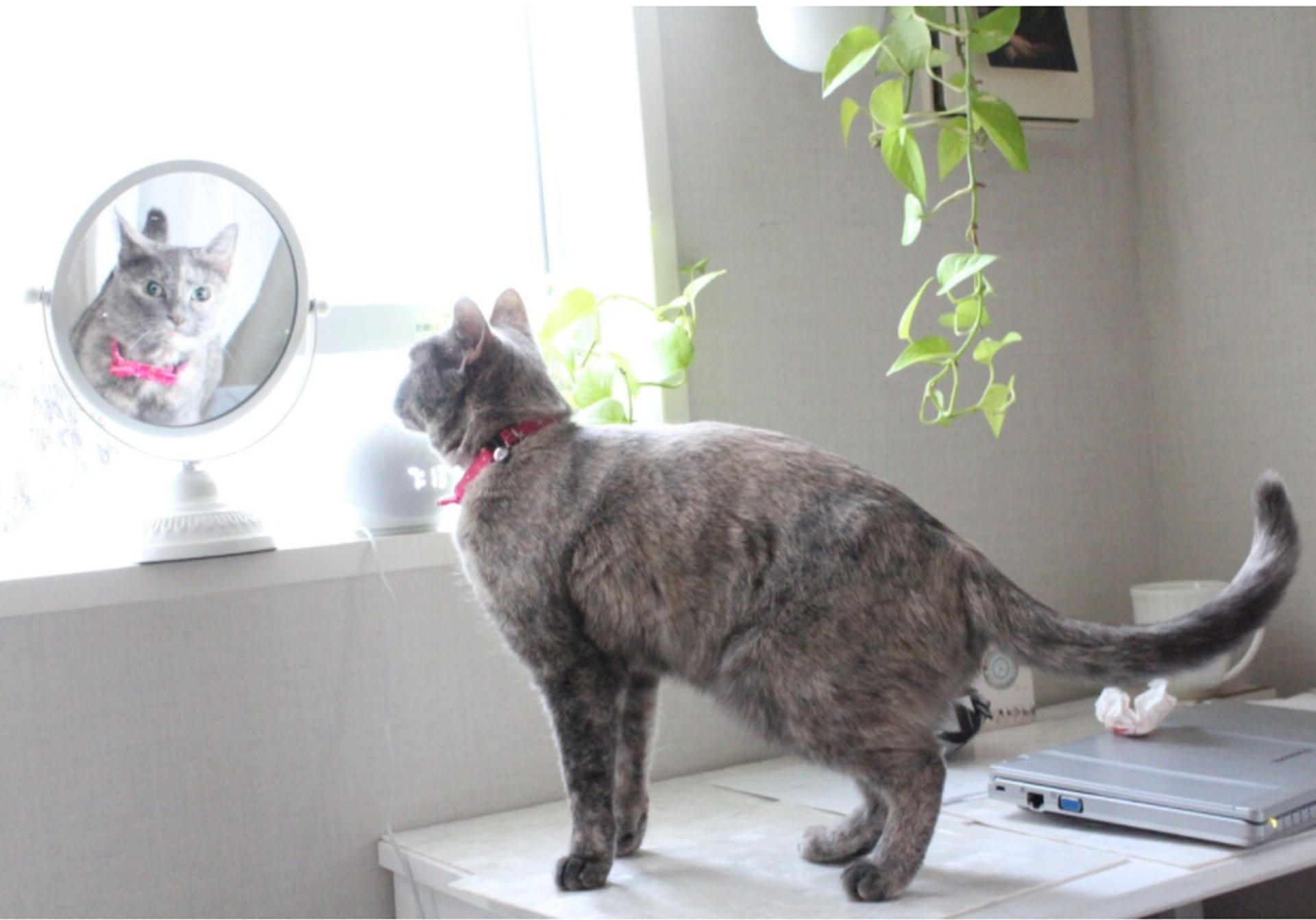 pet-image-7