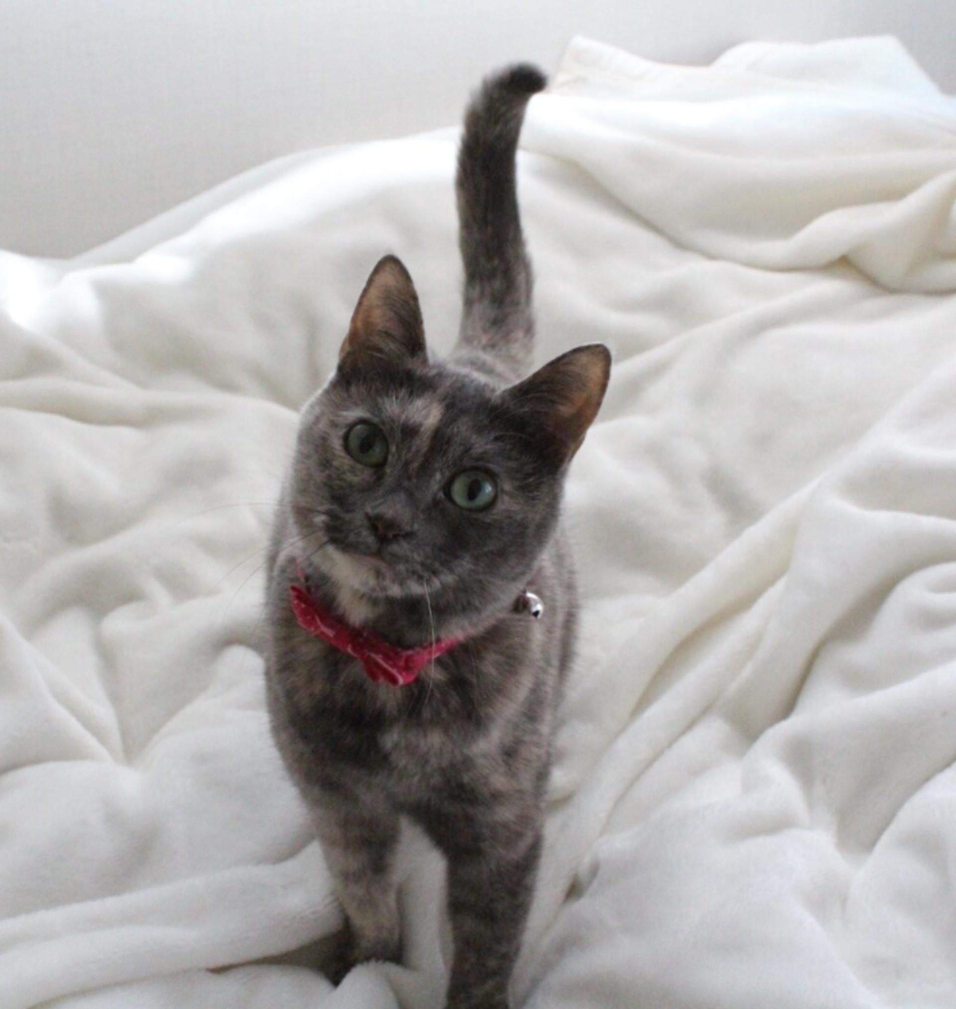 pet-image-8