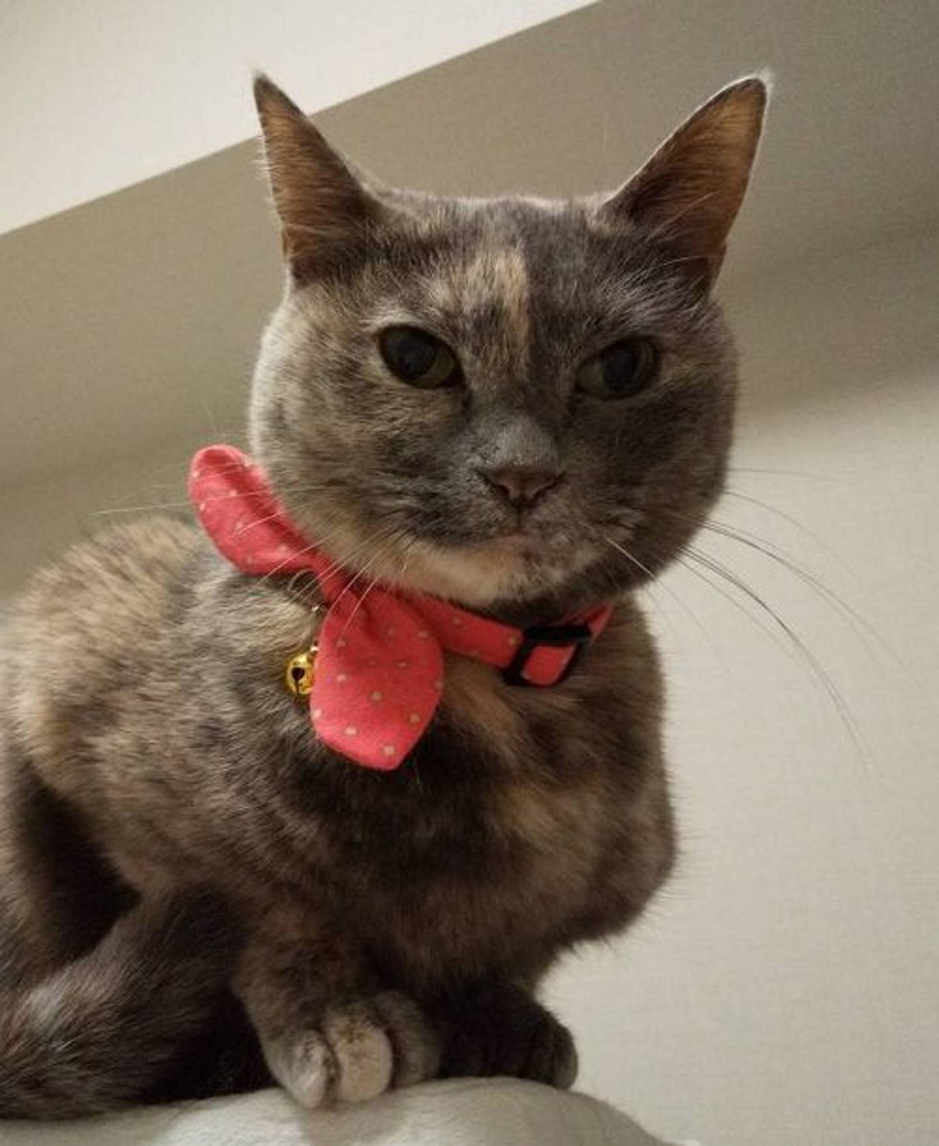 雑種（ミックス猫）・メスの里親募集の写真