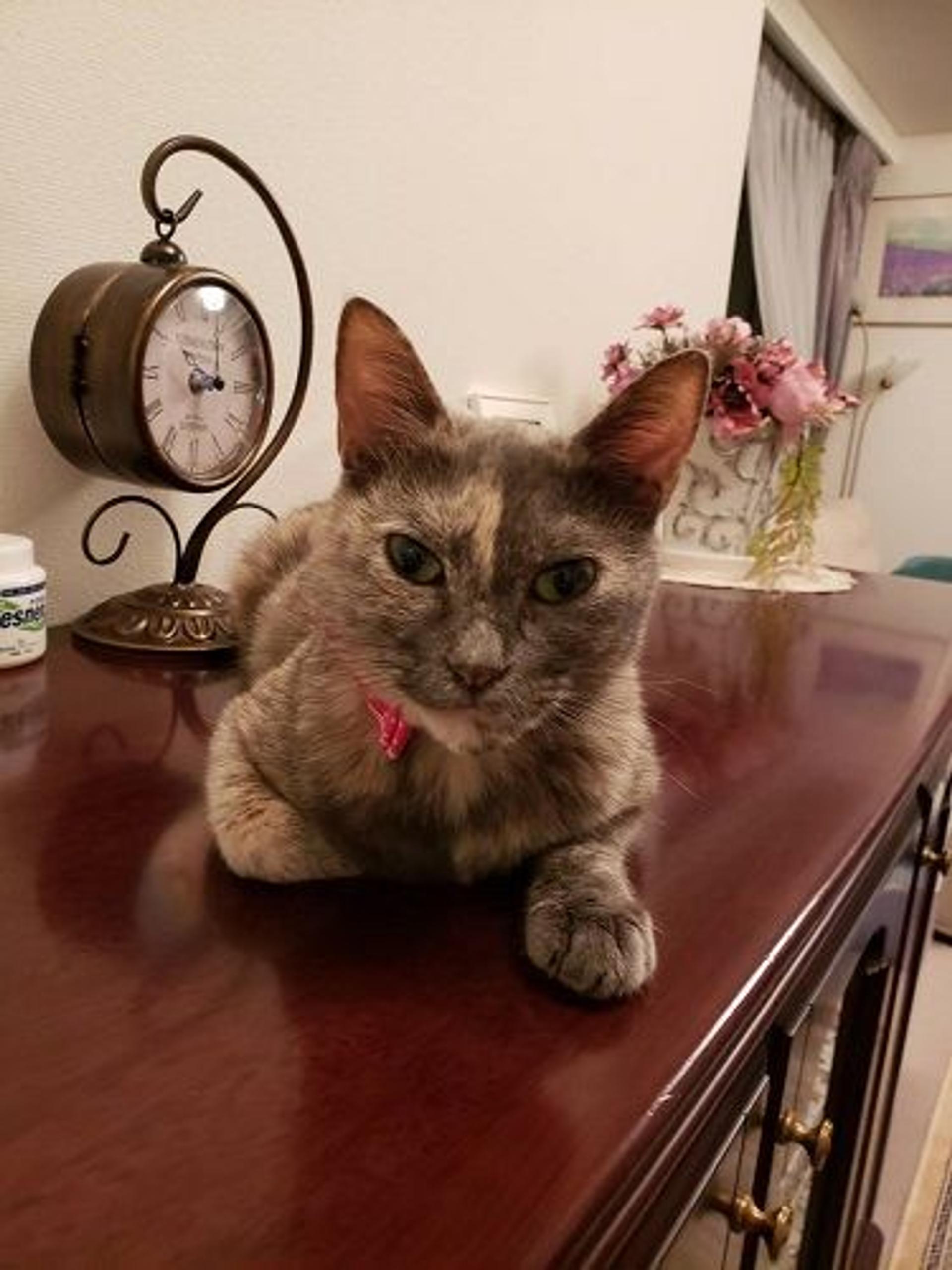 pet-image-3