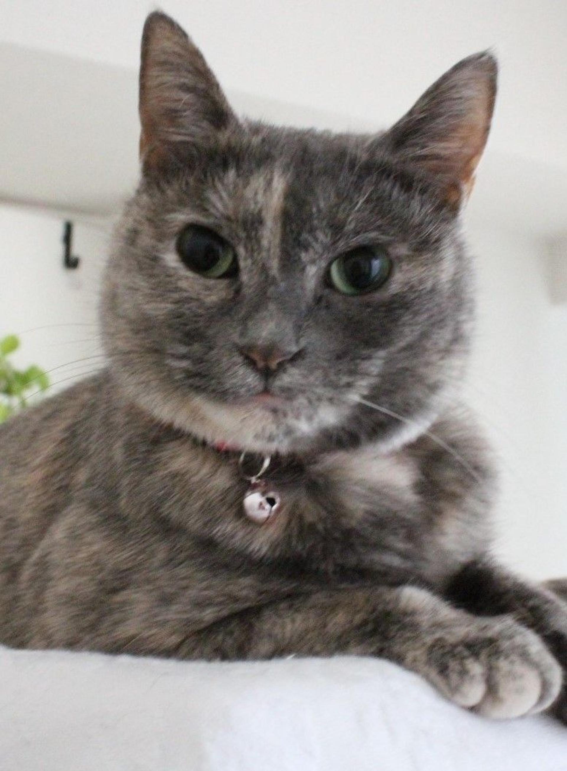 pet-image-4