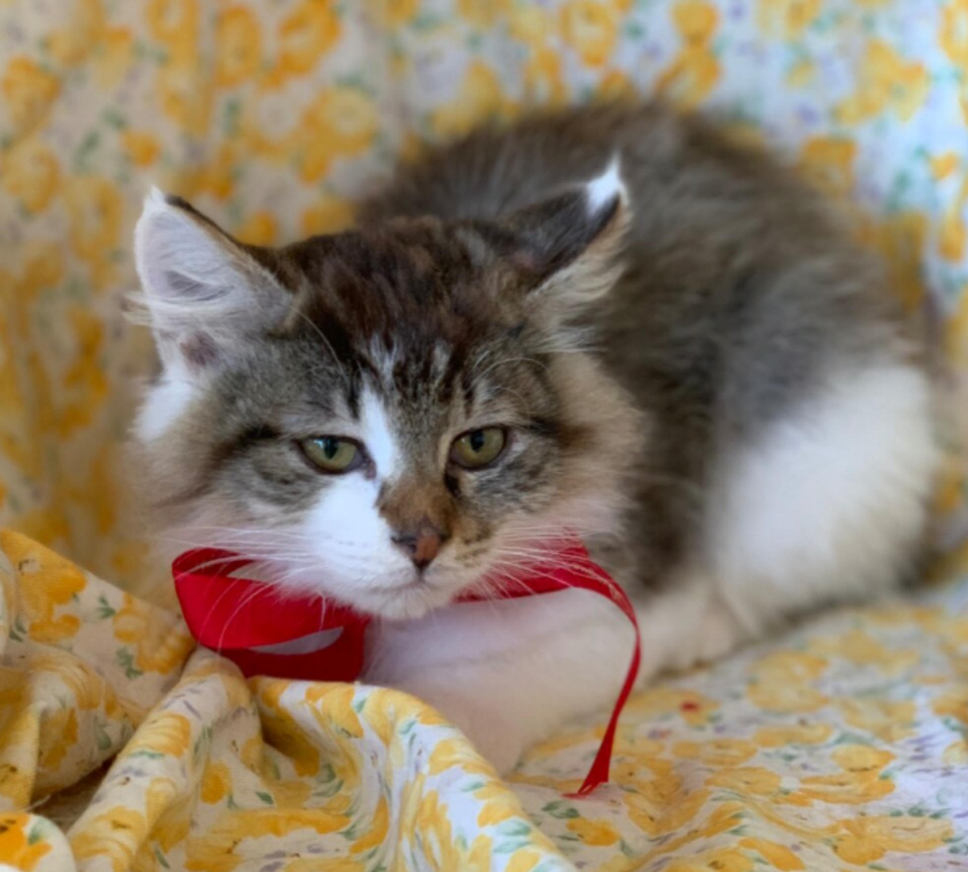 pet-image-2