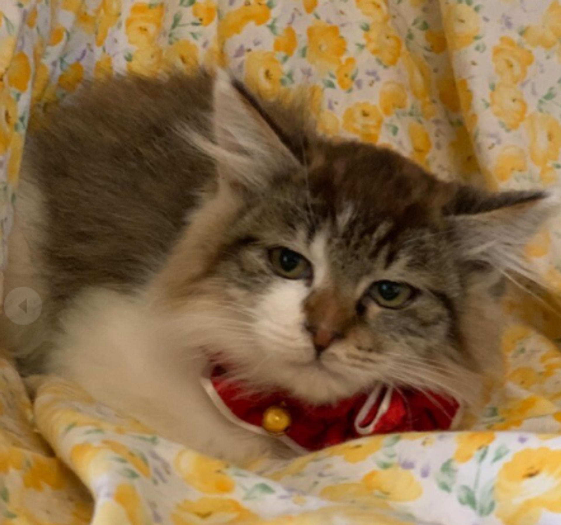 pet-image-3