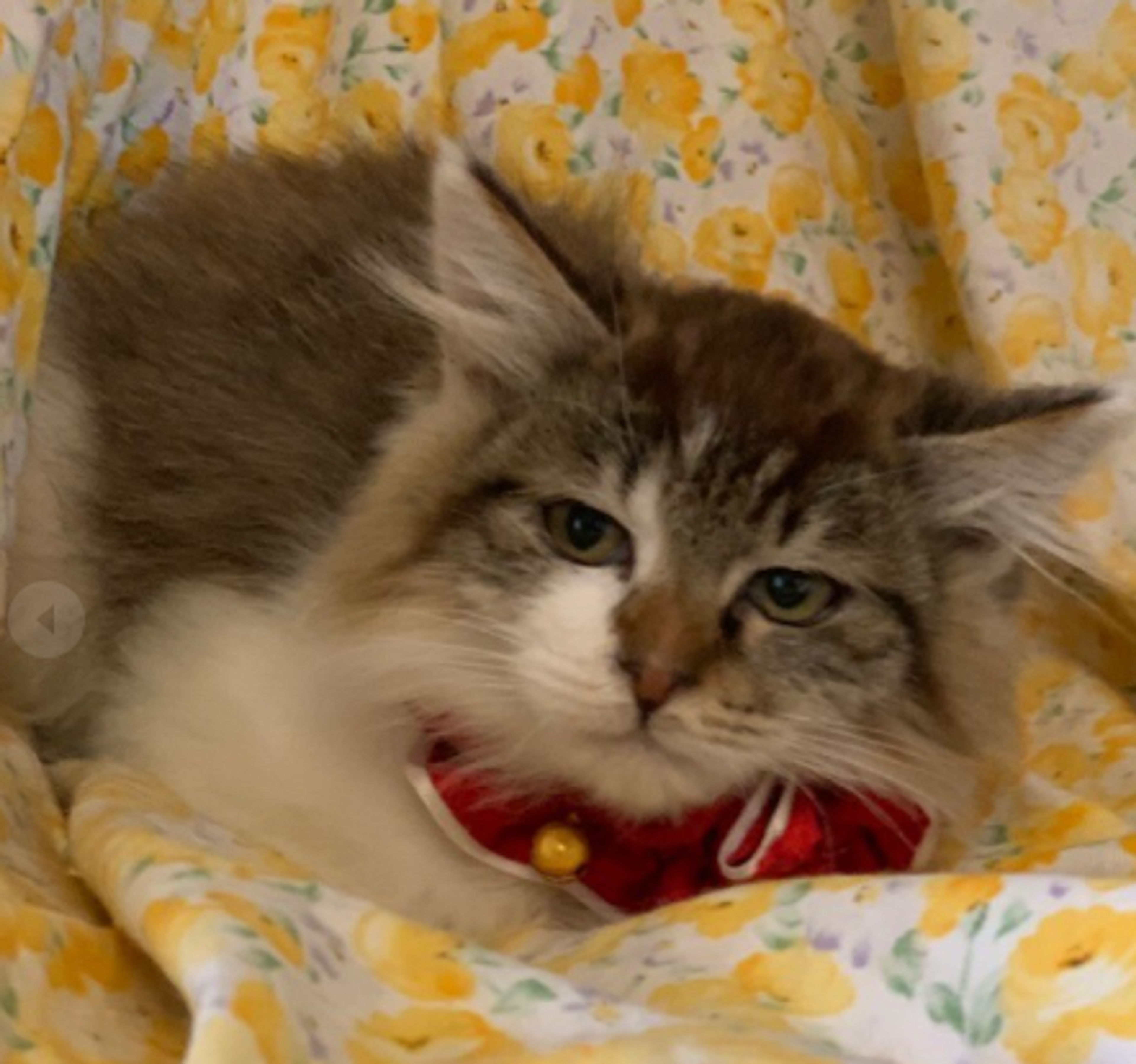 pet-image-3