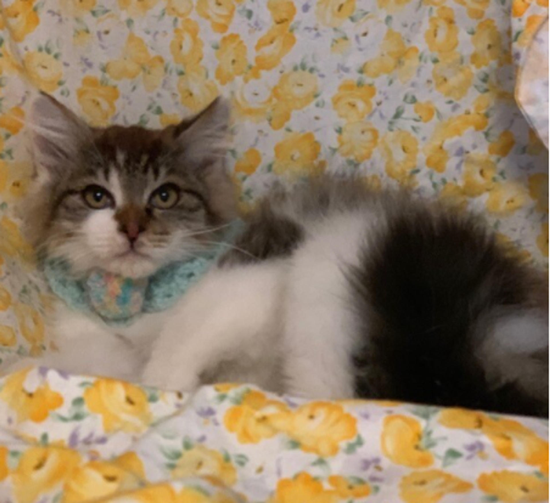 pet-image-4