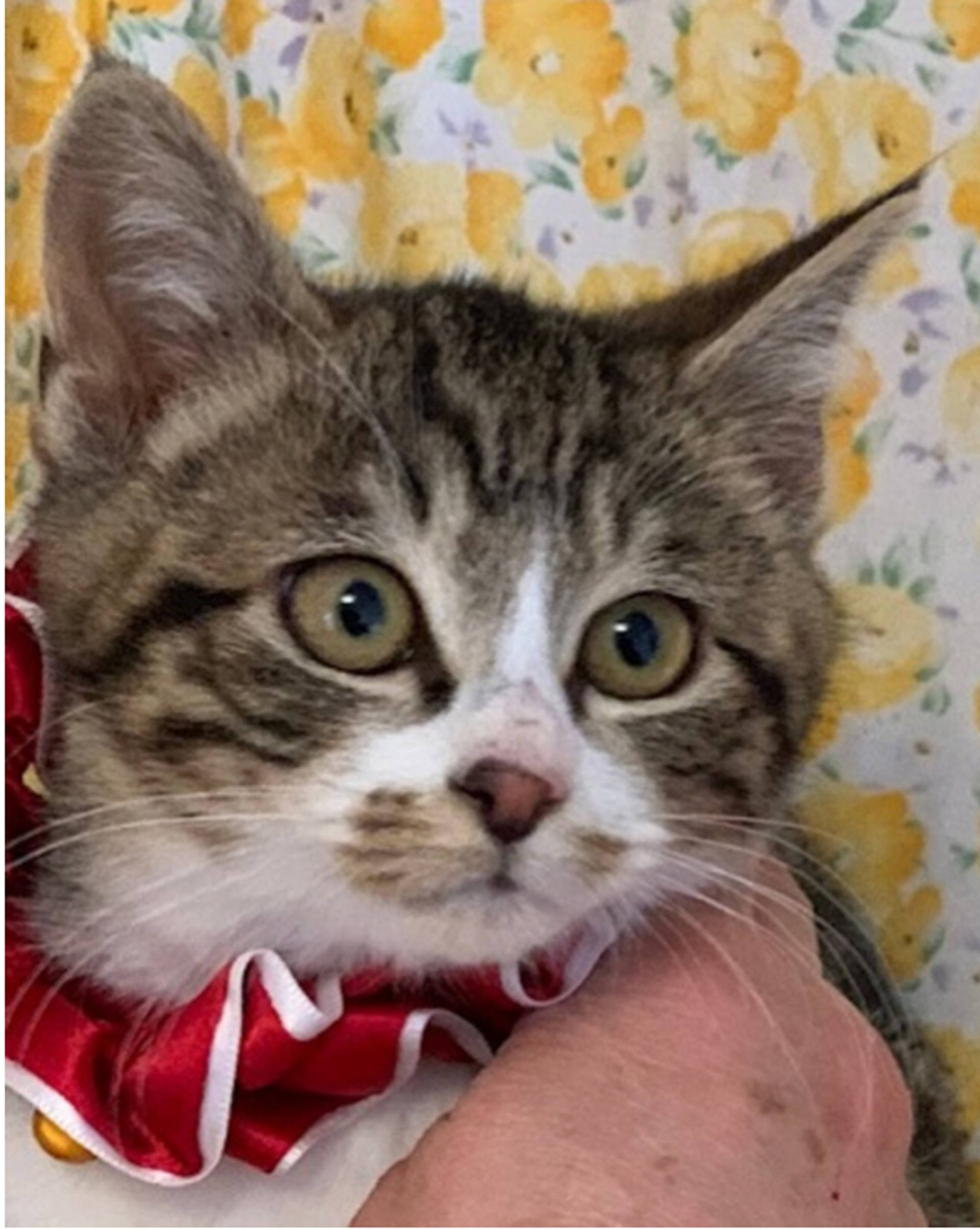 雑種（ミックス猫）・オスの里親募集の写真