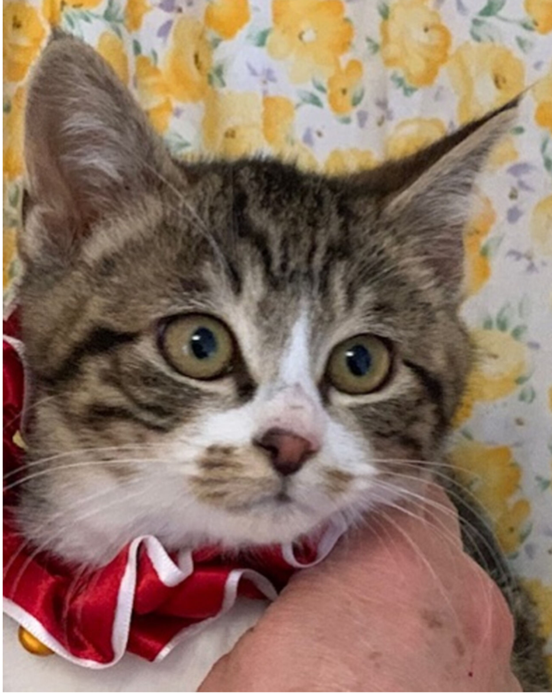 雑種（ミックス猫）・オスの里親募集の写真