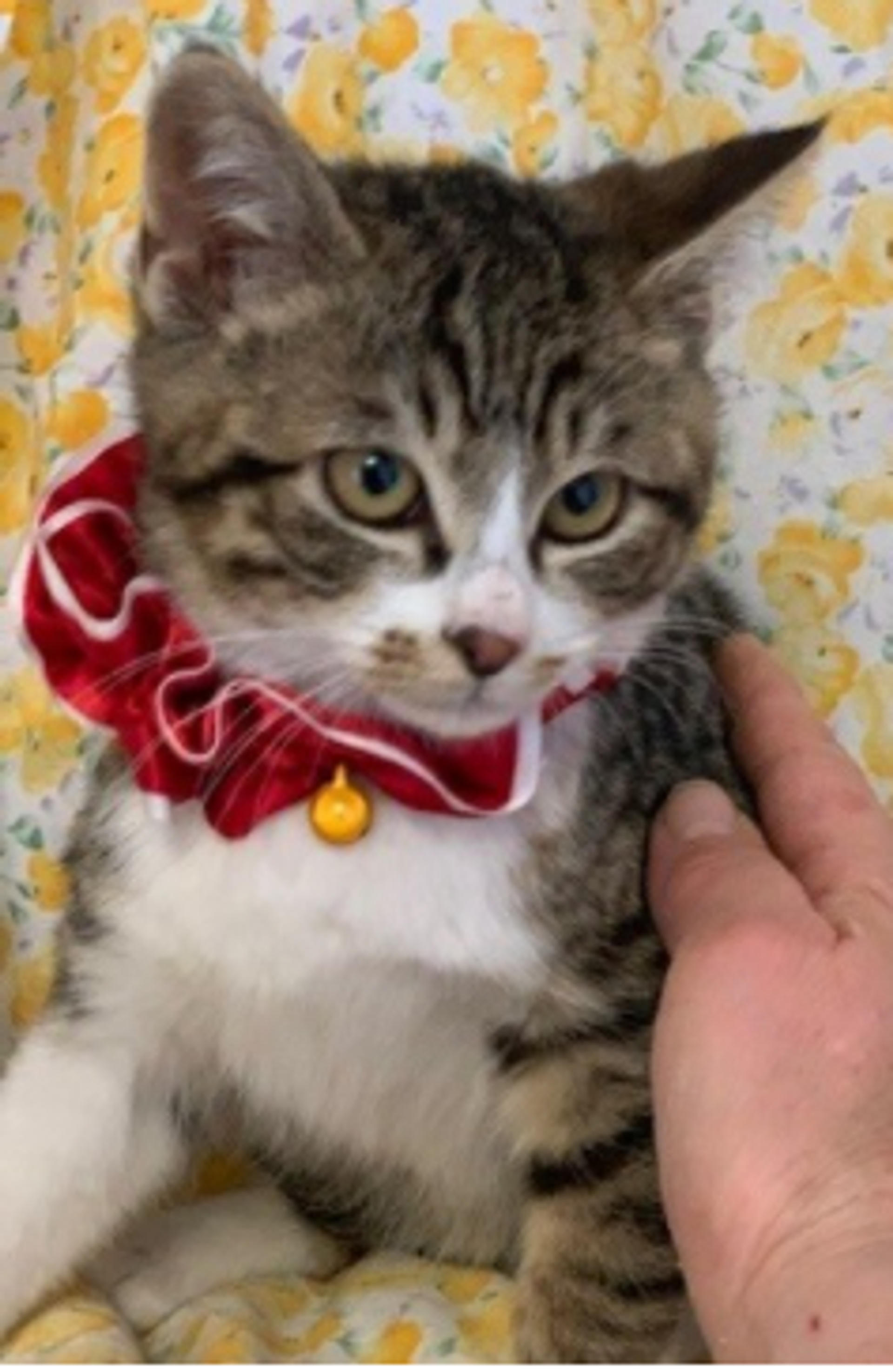 pet-image-2