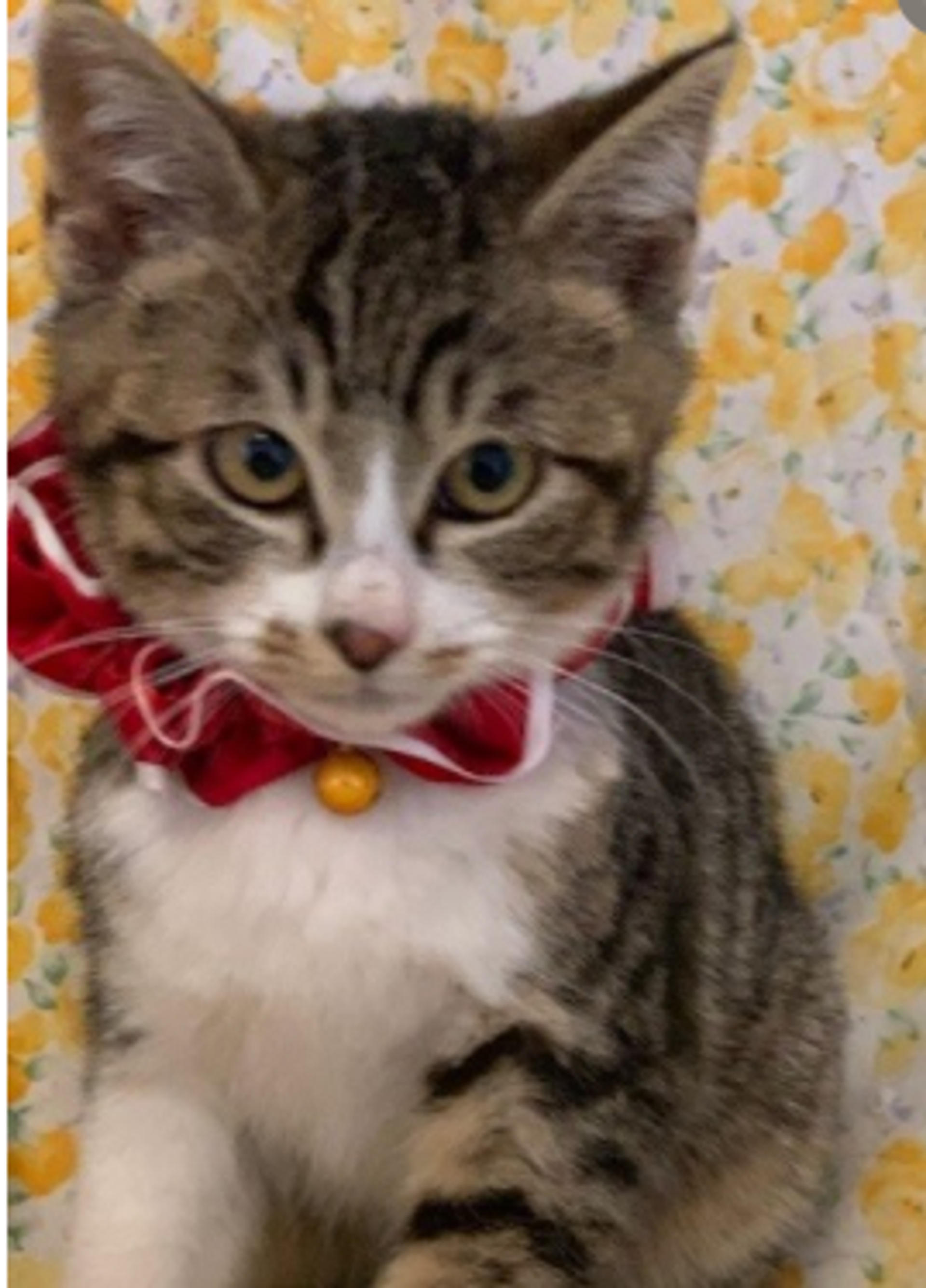 pet-image-3