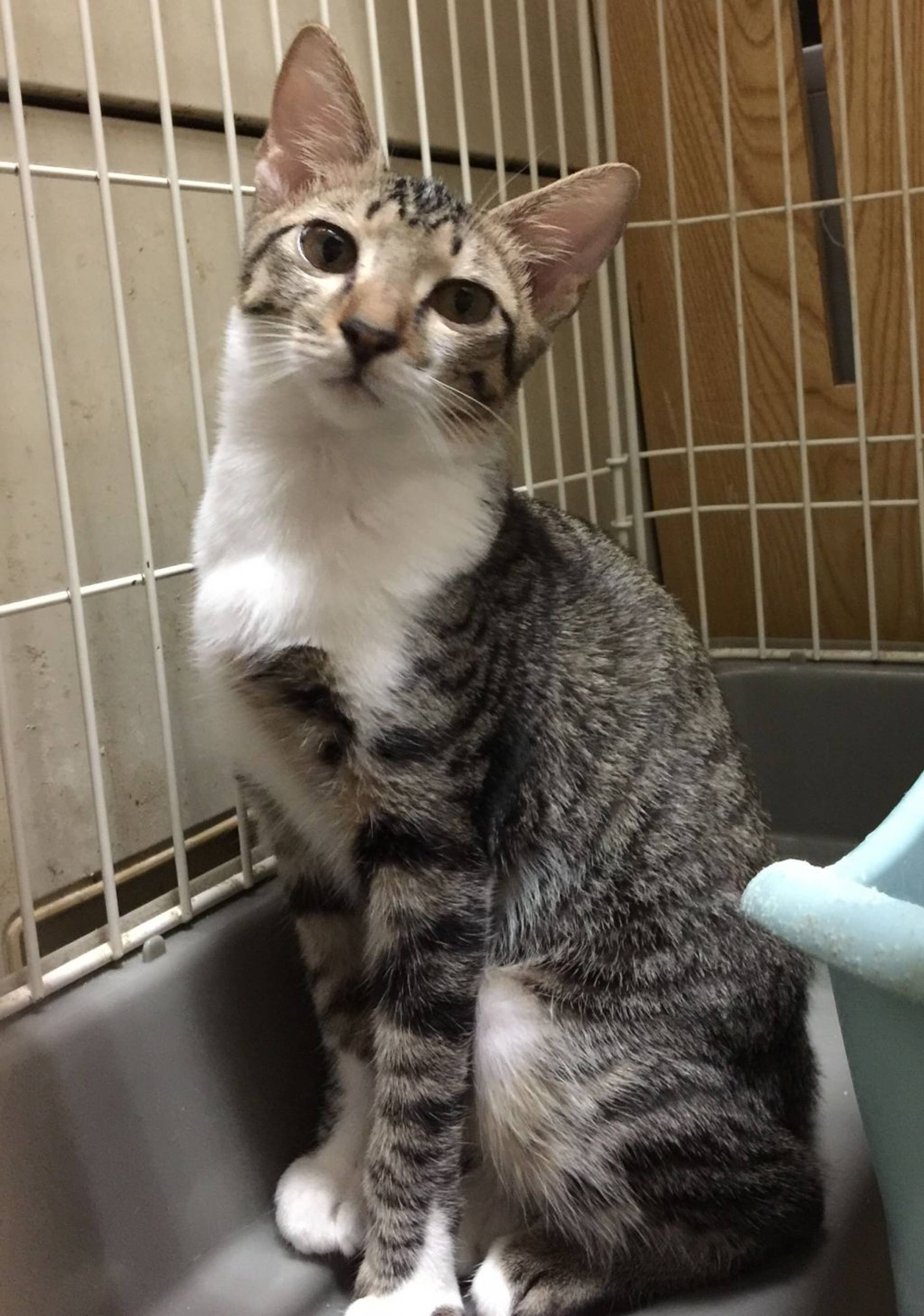 雑種（ミックス猫）・メスの里親募集の写真