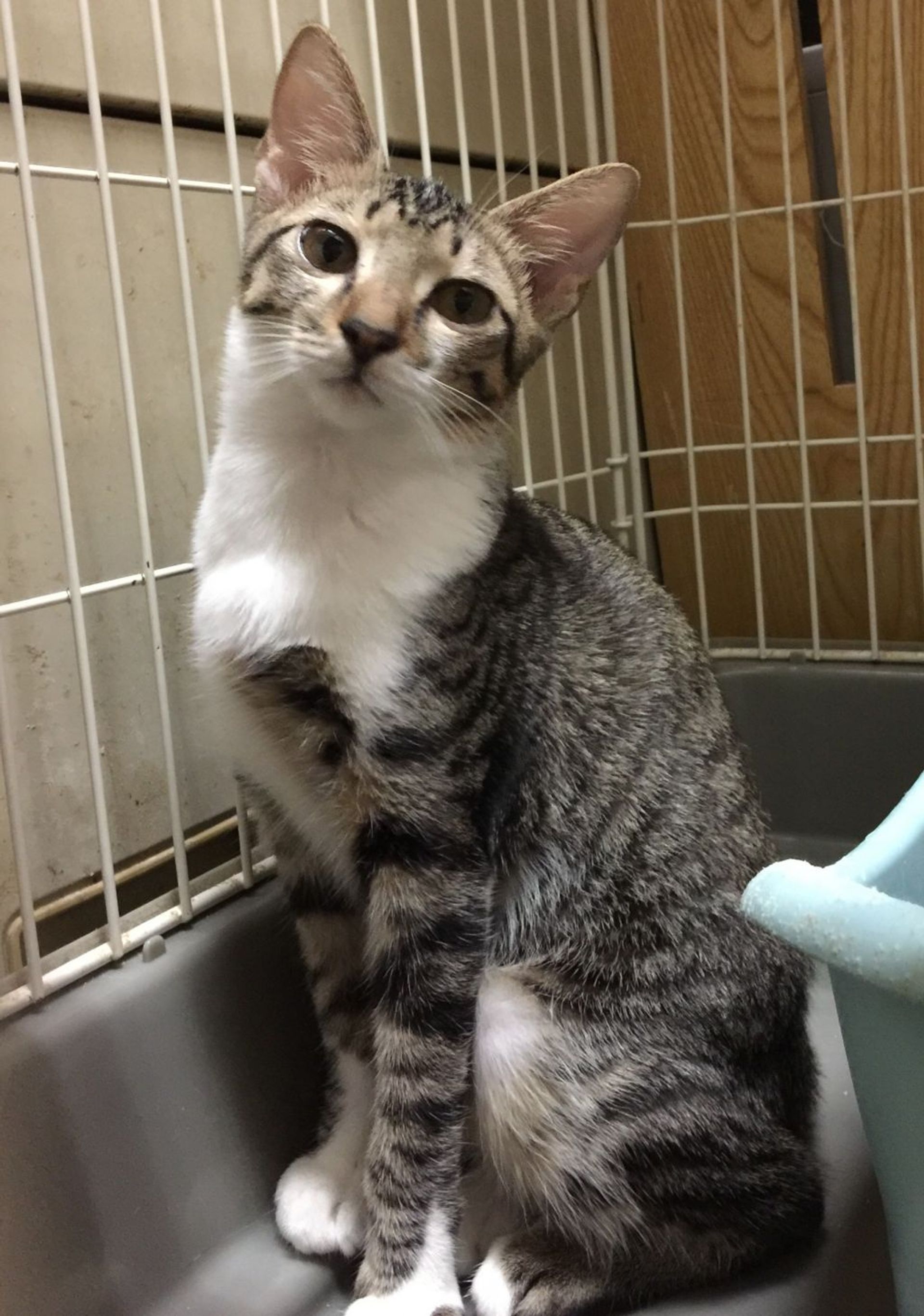 雑種（ミックス猫）・メスの里親募集の写真