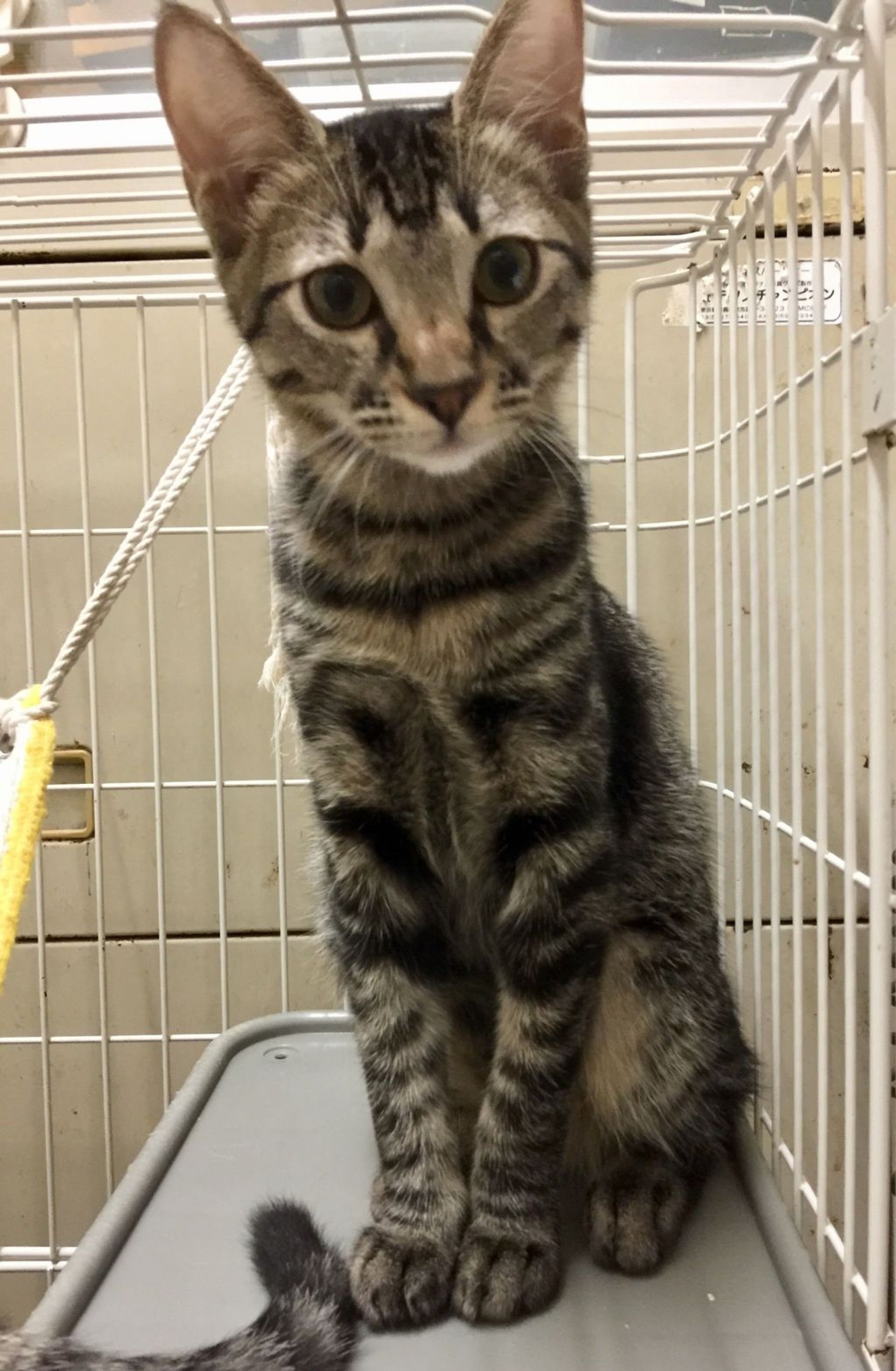 雑種（ミックス猫）・メスの里親募集の写真