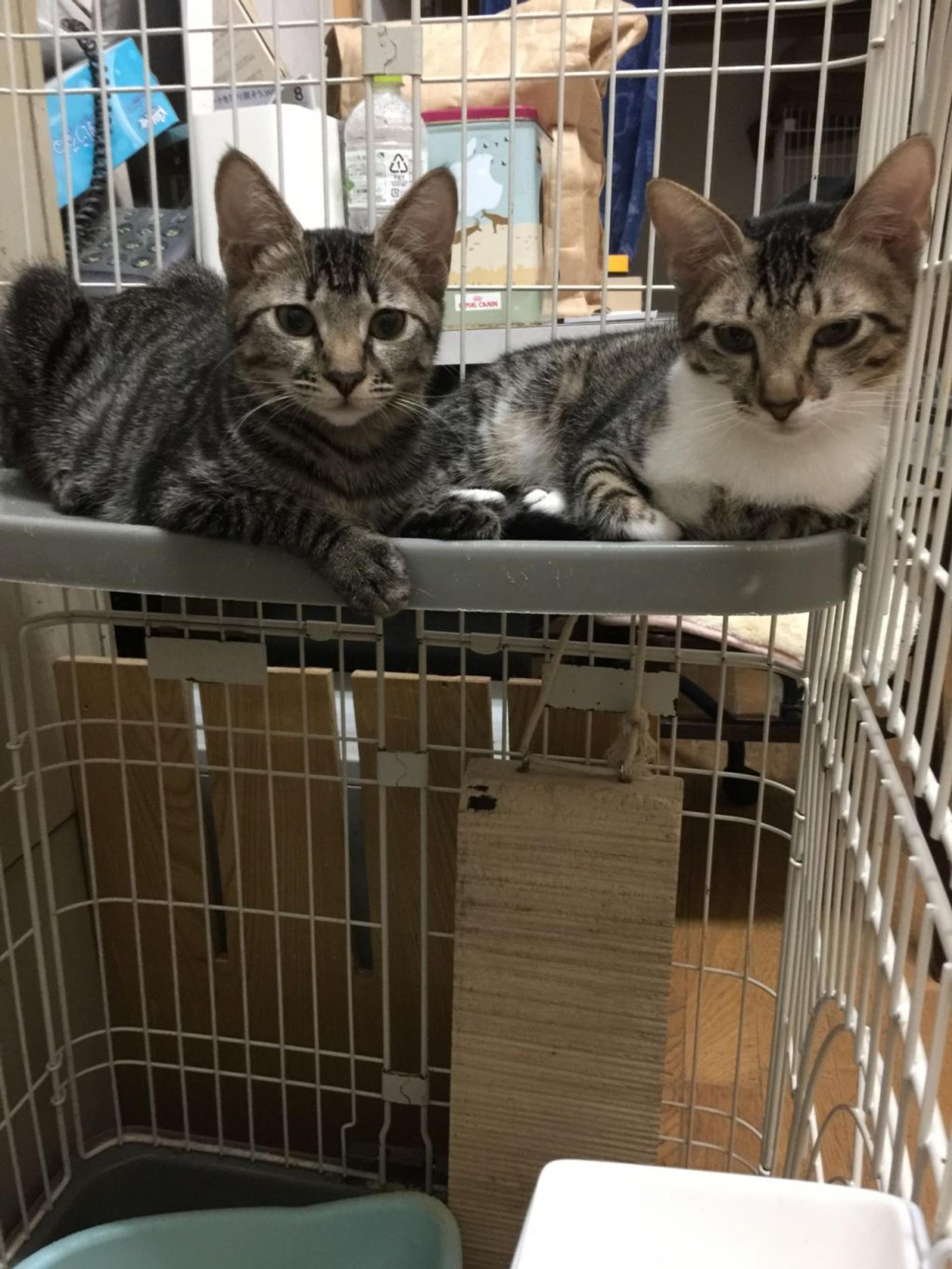 pet-image-3