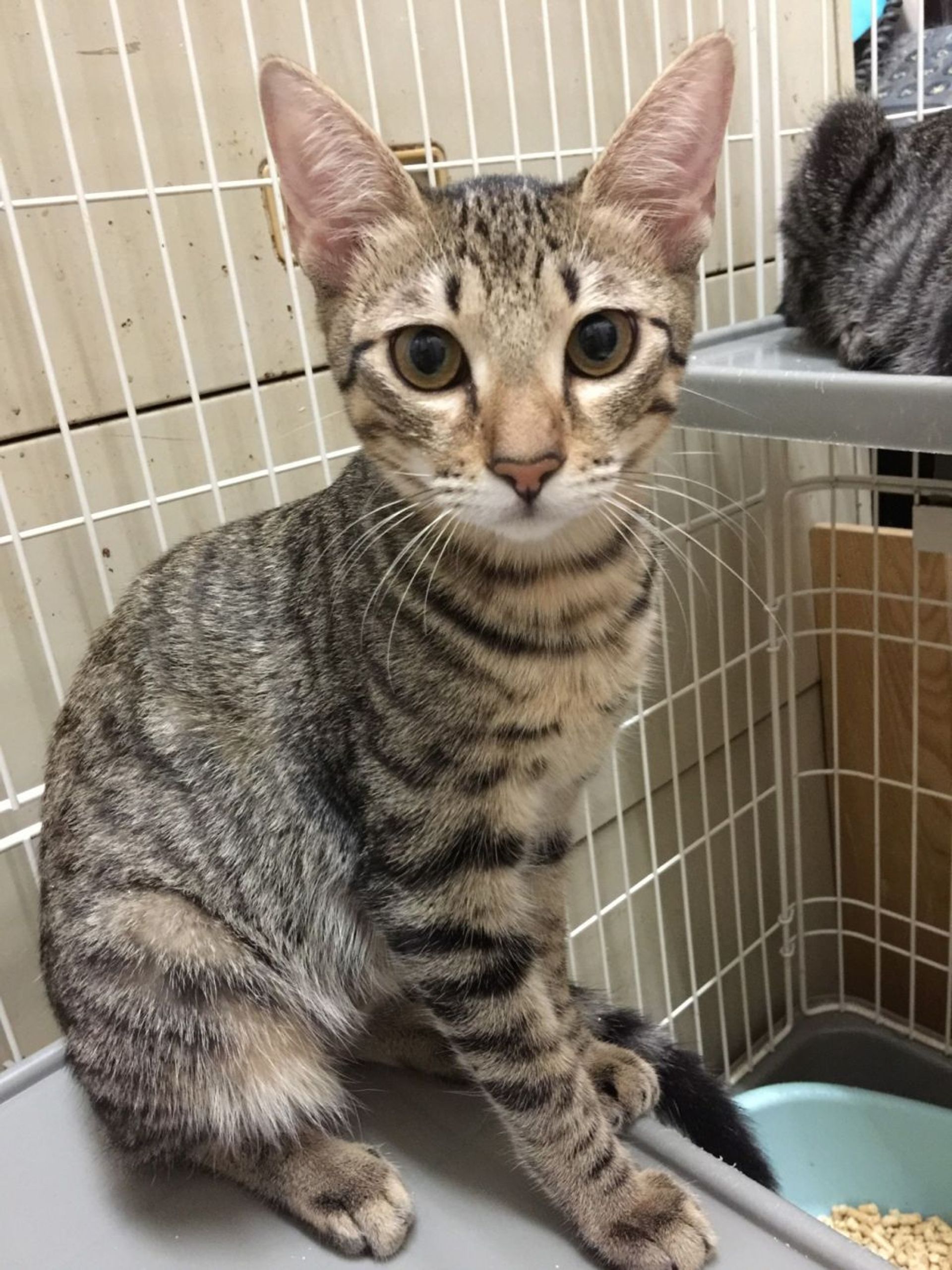 雑種（ミックス猫）・メスの里親募集の写真