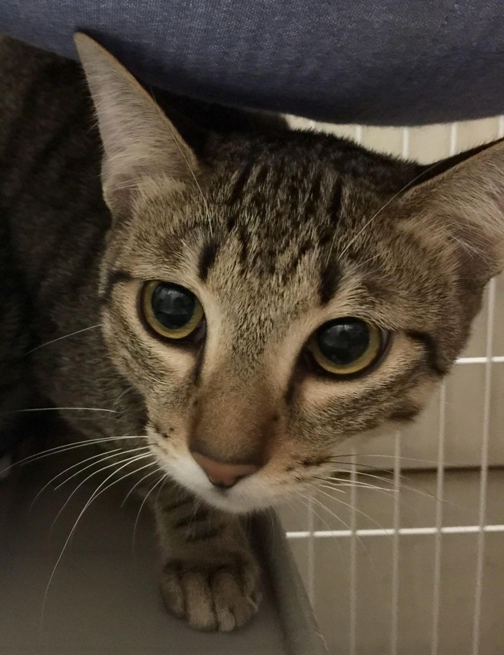 pet-image-3