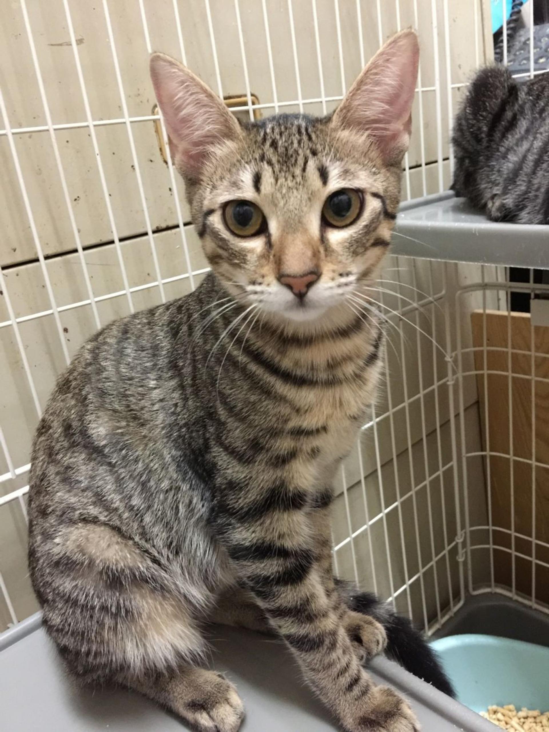 pet-image-4