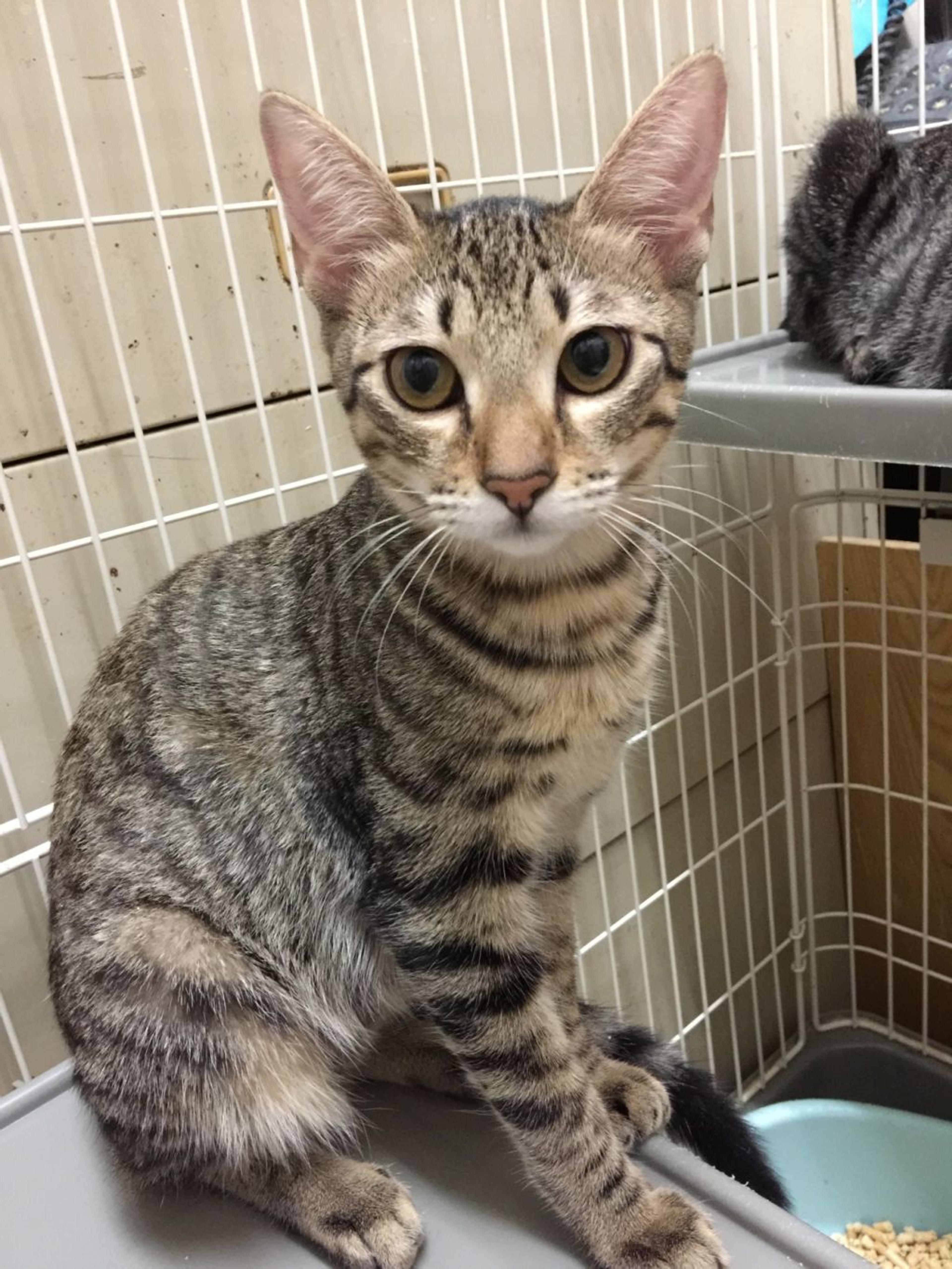 pet-image-4