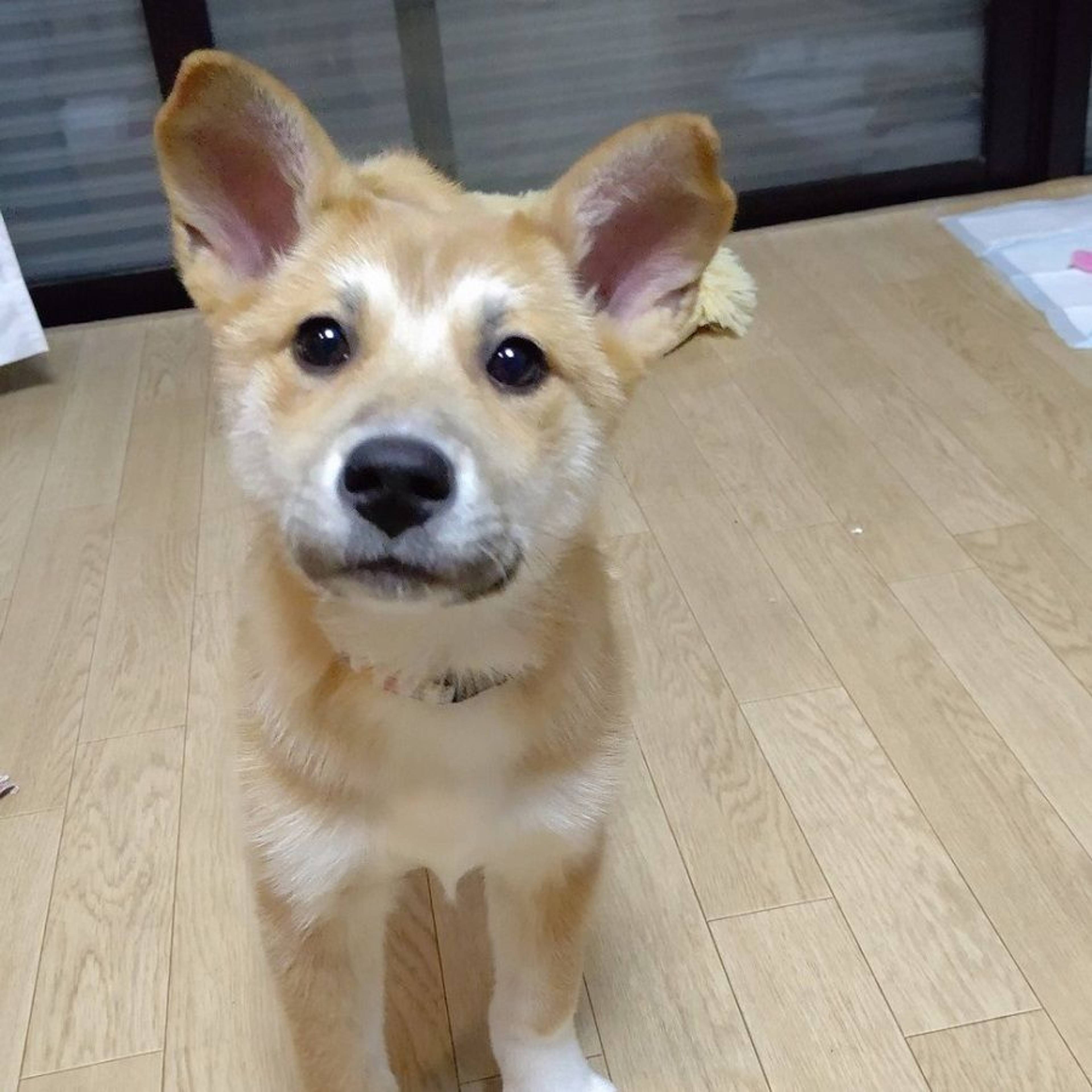 雑種（ミックス犬）・メスの里親募集の写真