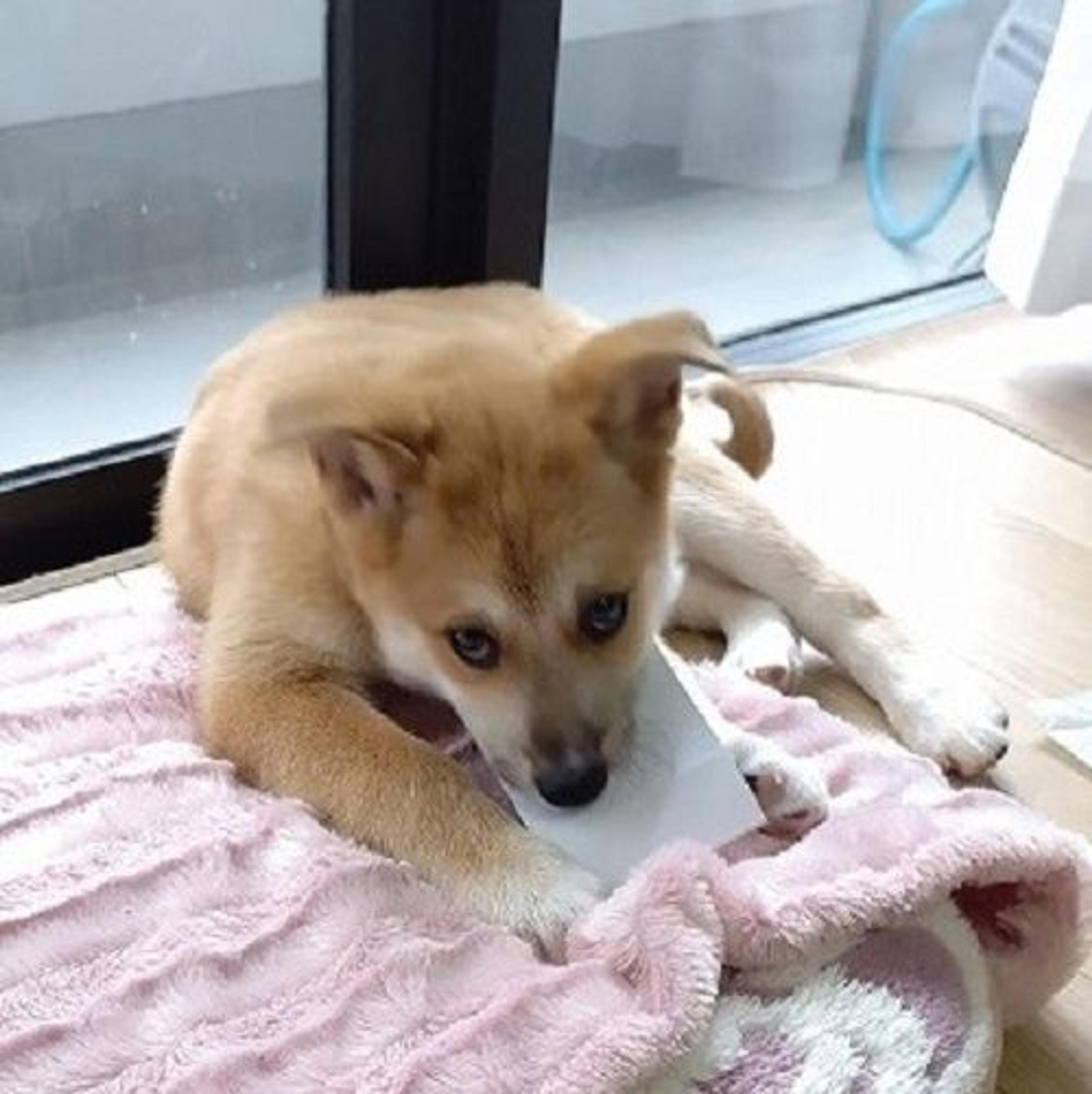 pet-image-3