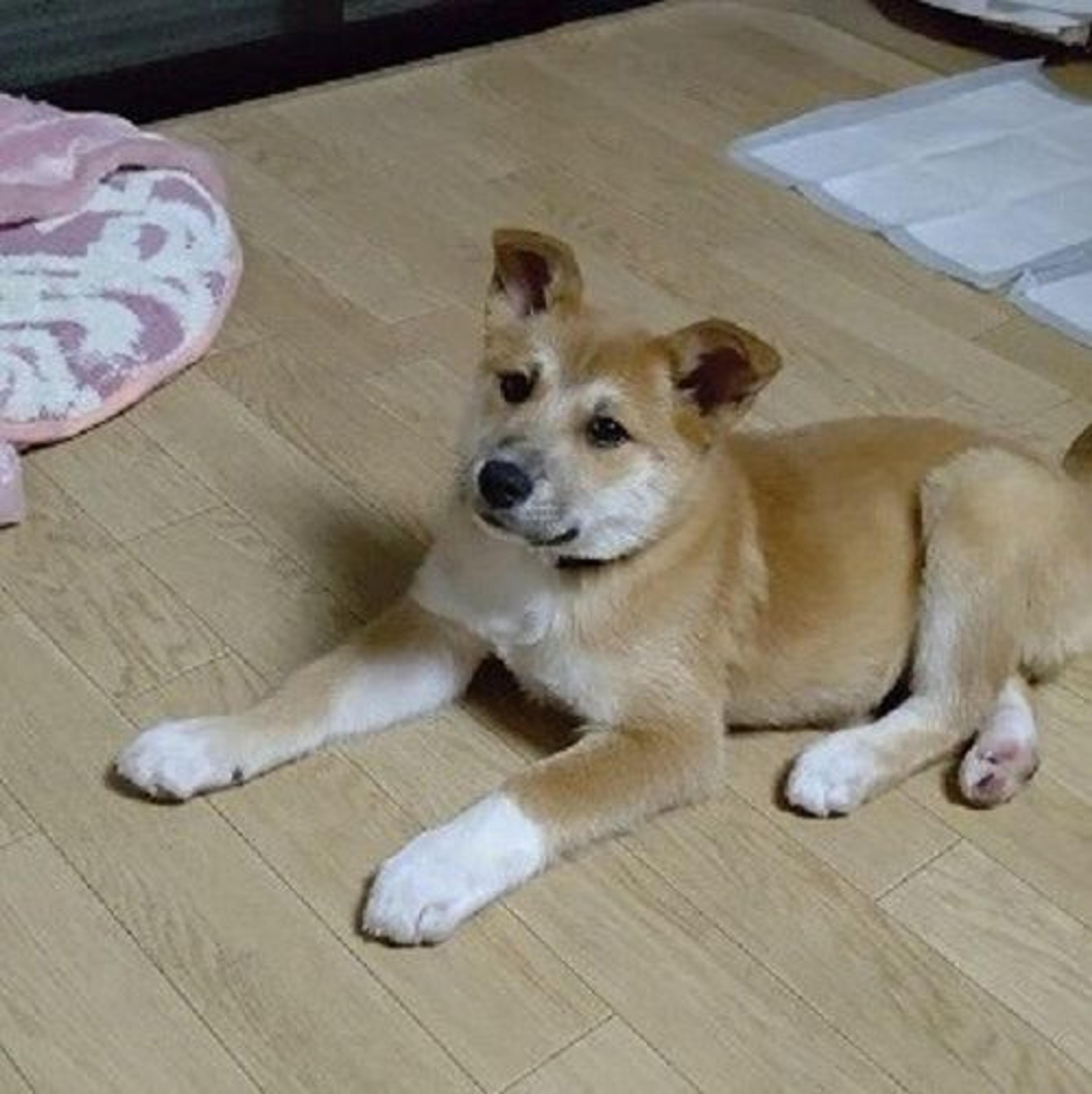 pet-image-4