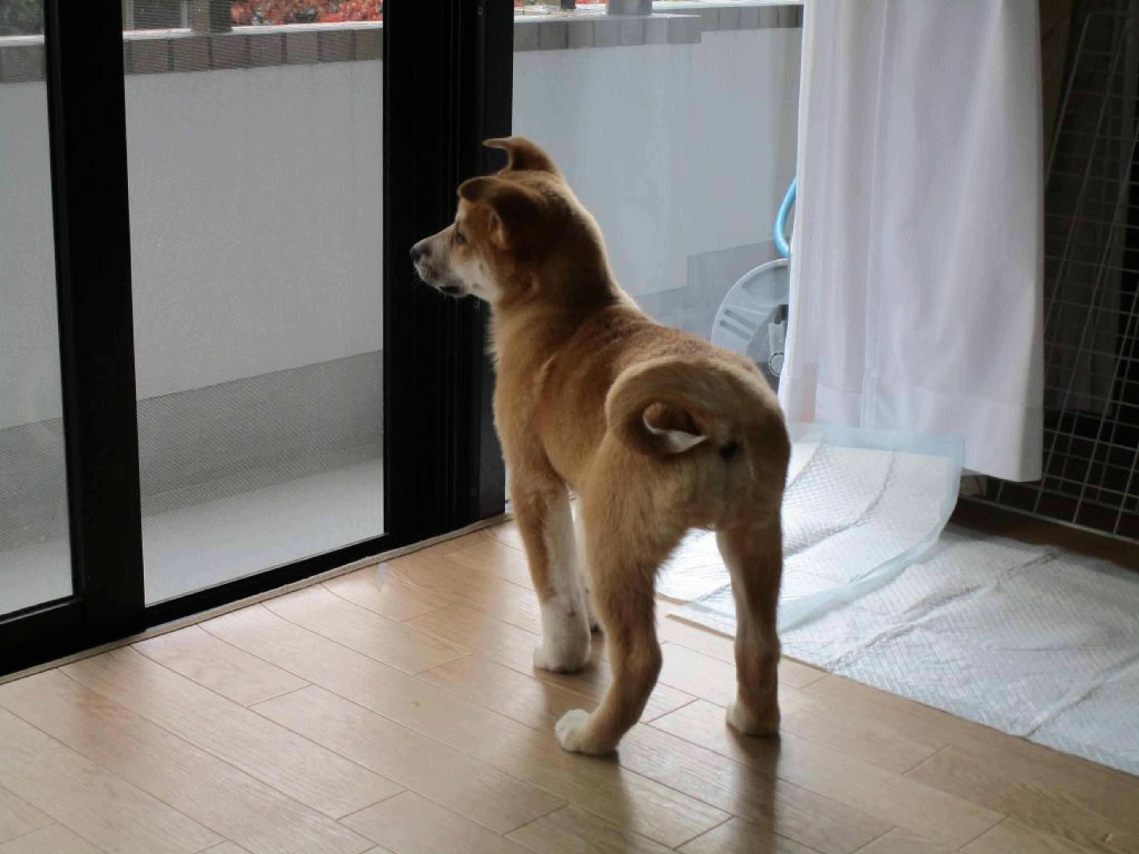 pet-image-5